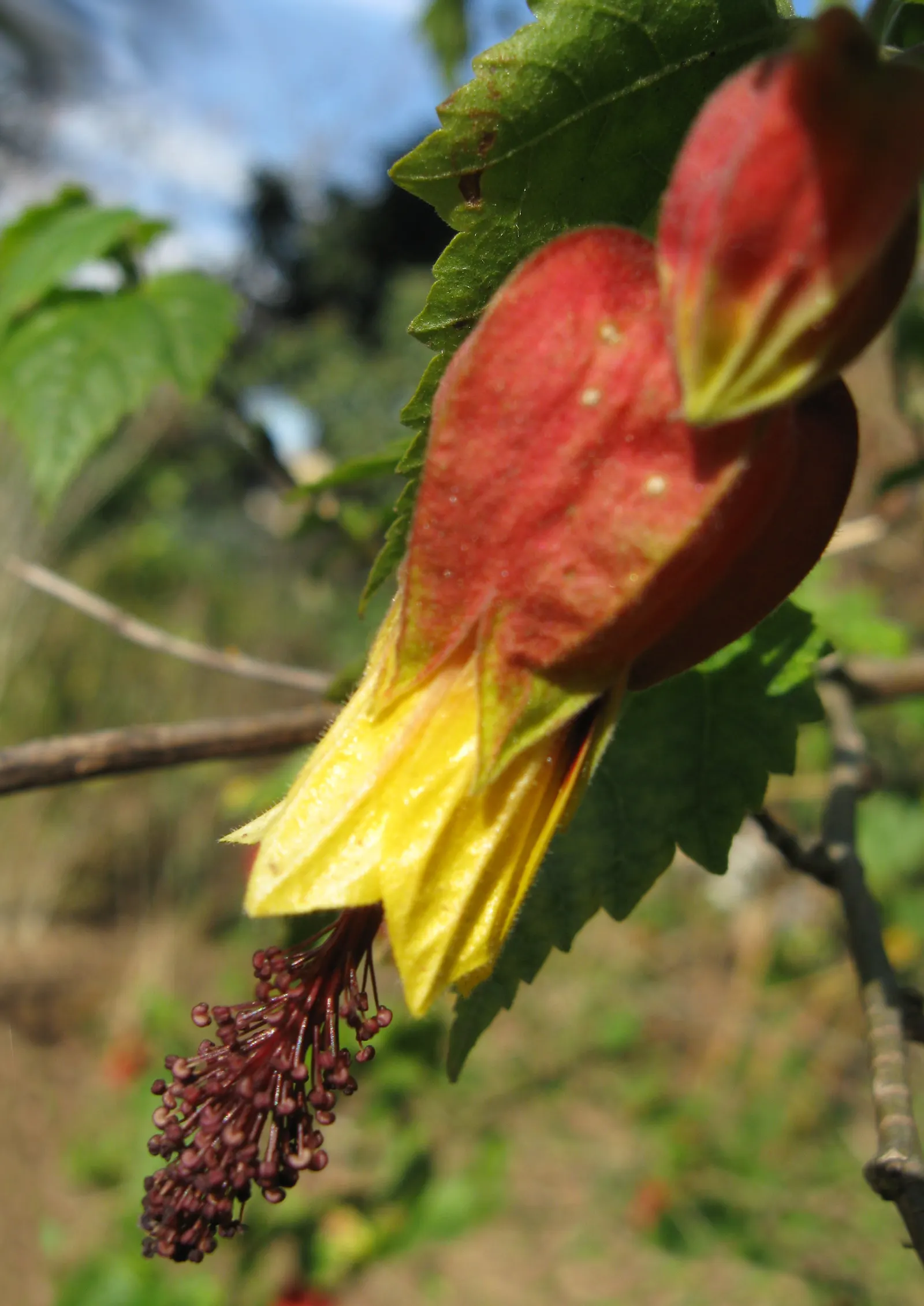 Trailing Abutilon (Abutilon Megapotamicum) — When informing clients of this addition; especially during dry spells, image 76