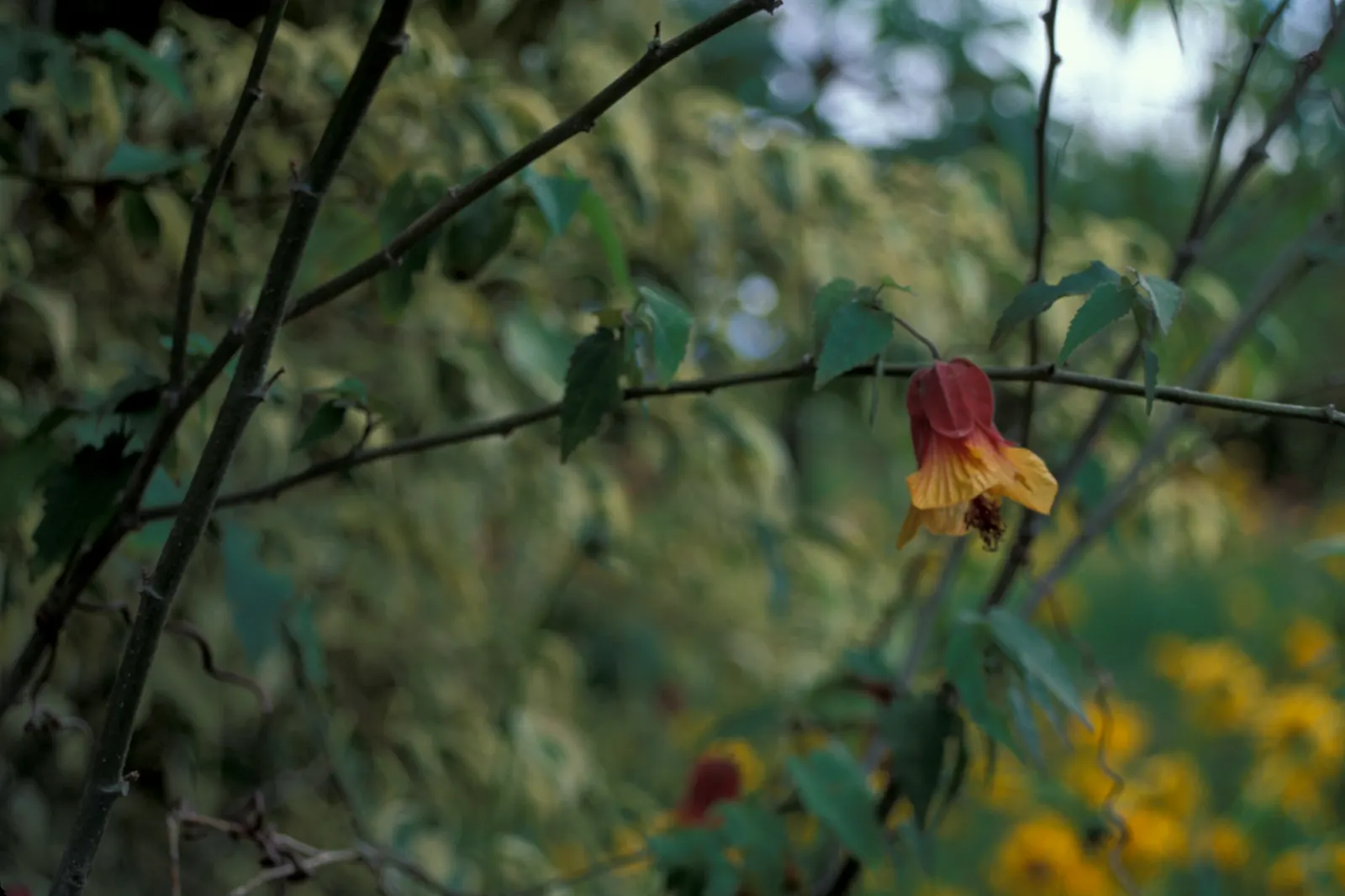 Trailing Abutilon (Abutilon Megapotamicum) — yet it is crucial to avoid waterlogged conditions which can lead to root rot; the Chinese Lantern, image 71