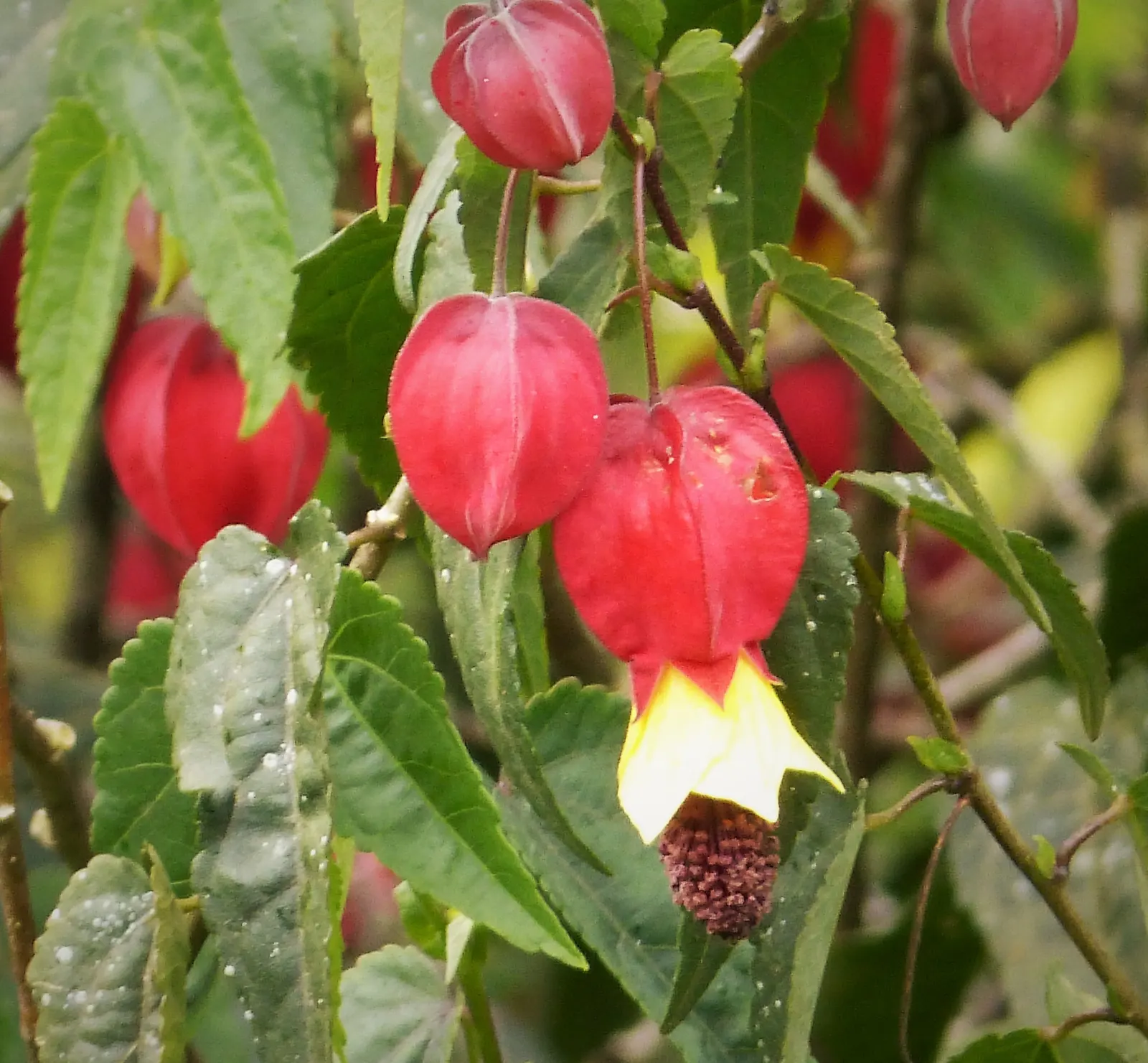 Trailing Abutilon (Abutilon Megapotamicum) — Bloom time extends from late spring to early fall