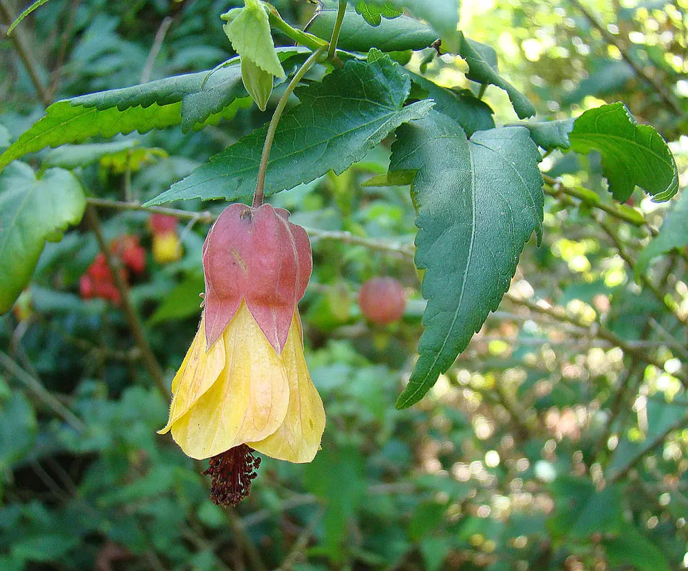 Trailing Abutilon (Abutilon Megapotamicum) — Ideal for USDA zones 8-10, it thrives in full sun to partial shade and well-draining soil; which, image 56