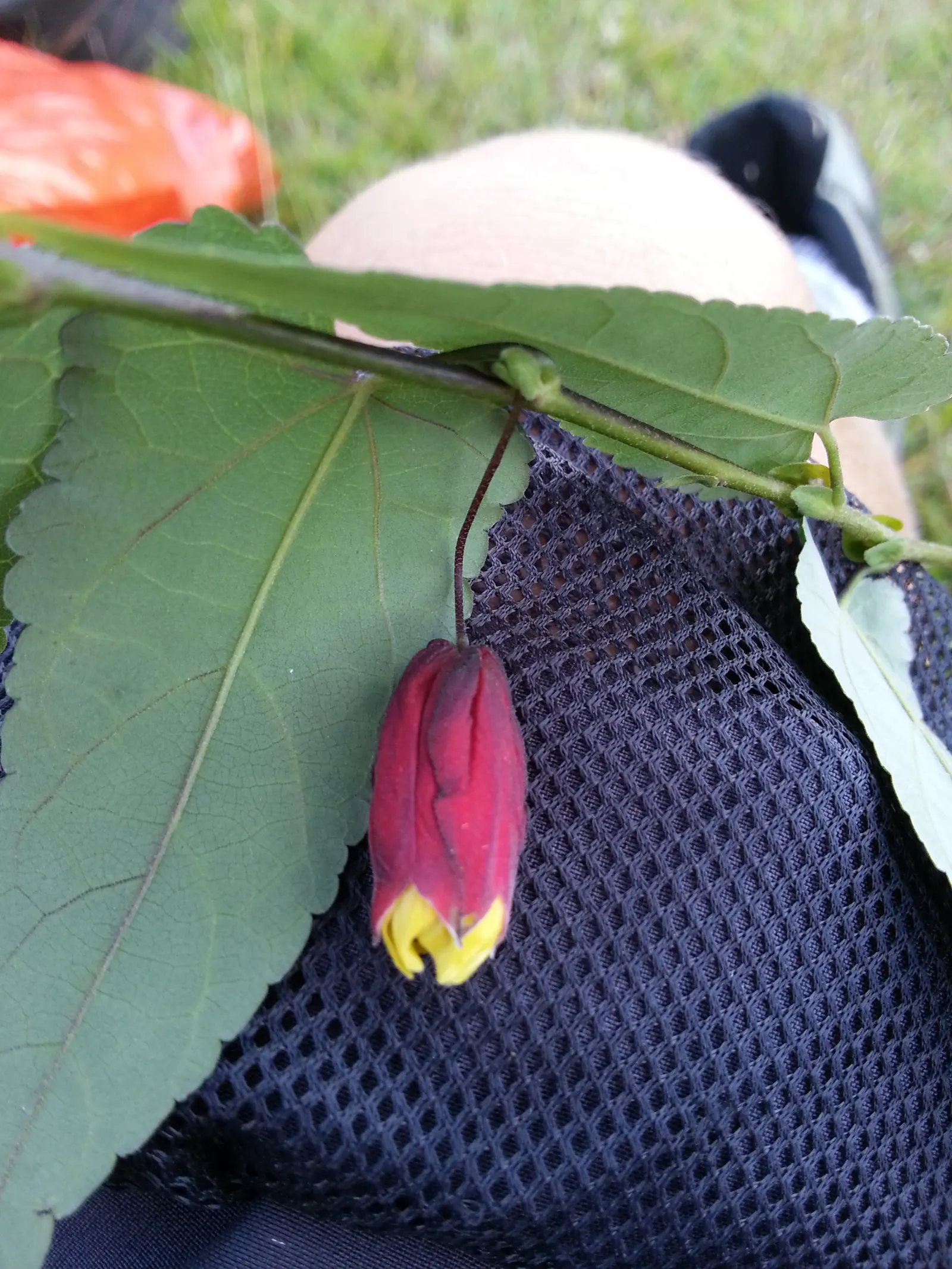Trailing Abutilon (Abutilon Megapotamicum) — The ample sunlight encourages the prolific blooming of its distinctive flowers; bloom time extends, image 64
