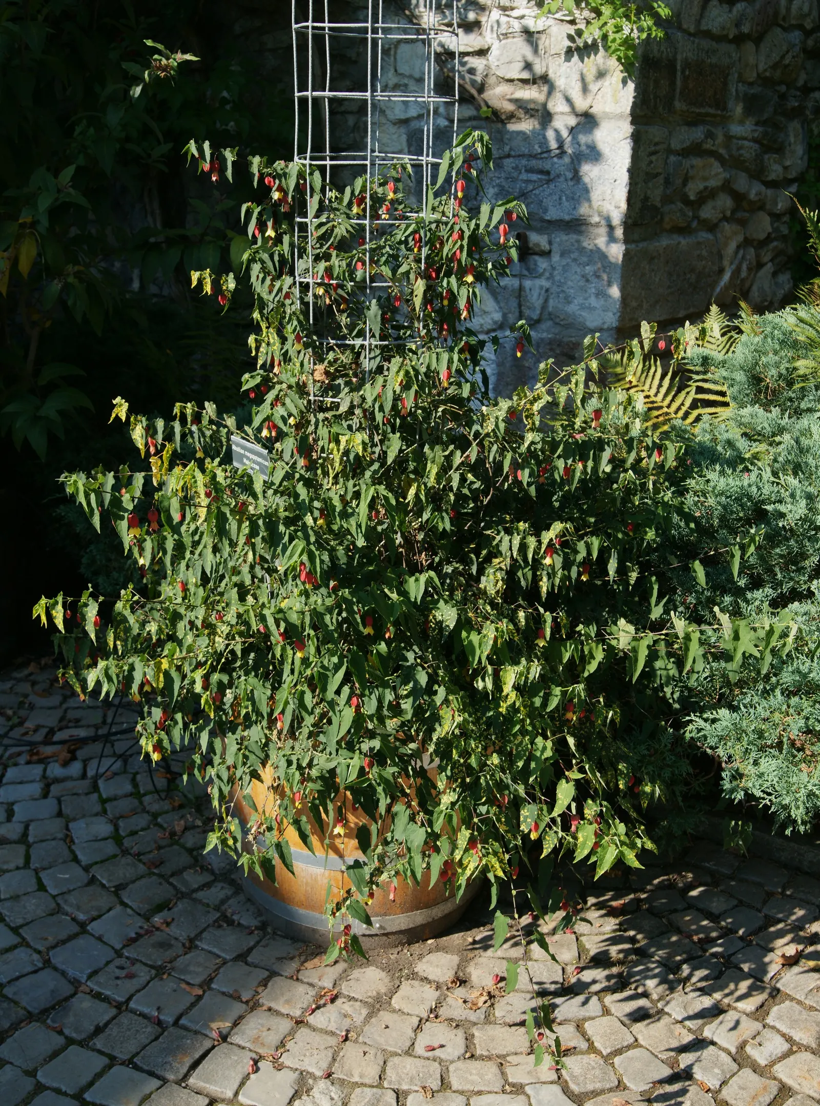 Trailing Abutilon (Abutilon Megapotamicum) — offering vertical dimension to garden designs; fertile soil and flourishes best when planted in a location