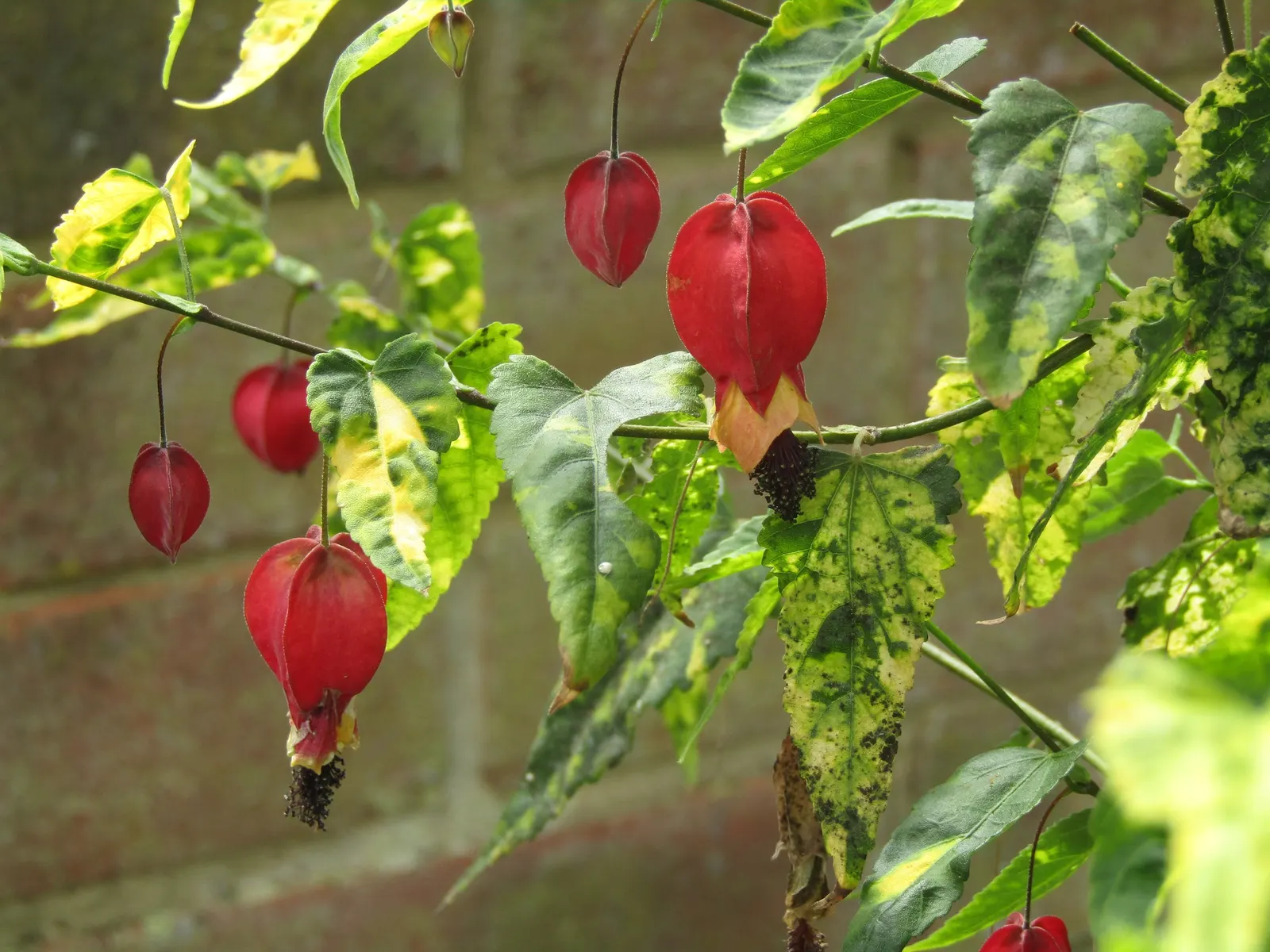 Trailing Abutilon (Abutilon Megapotamicum) — it adds vibrant color and cascading beauty to trellises and hanging baskets; multi-colored and red, image 58