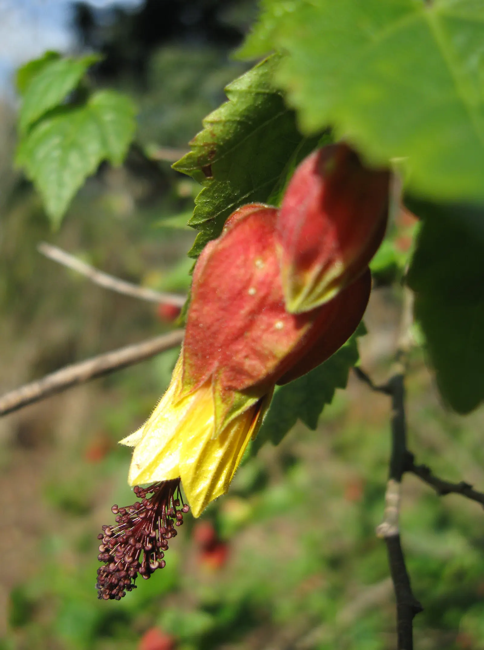 Trailing Abutilon (Abutilon Megapotamicum) — Abutilon megapotamicum can be trained against a trellis or wall