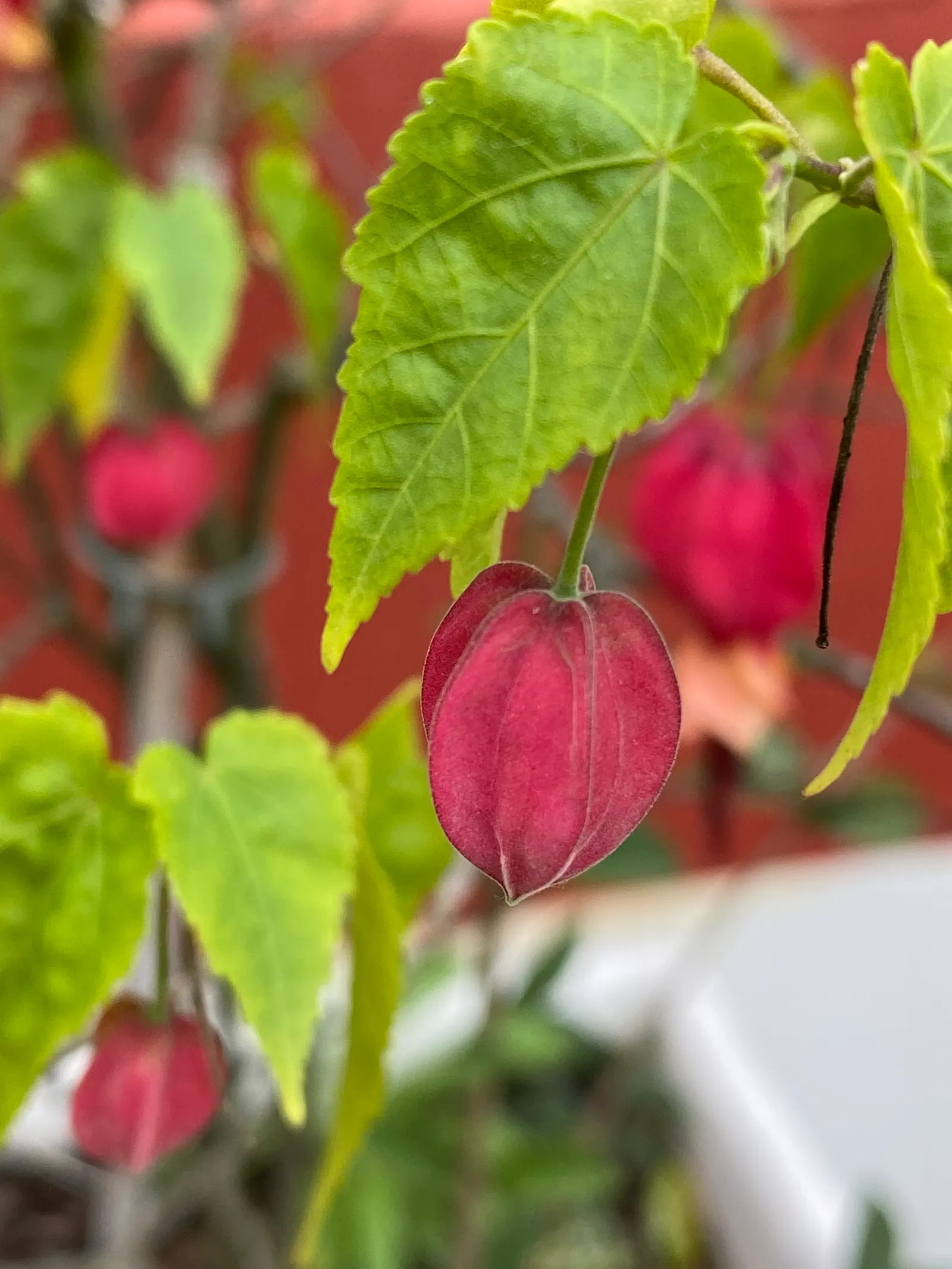 Trailing Abutilon (Abutilon Megapotamicum) — fertile soil and flourishes best when planted in a location receiving full sun to partial shade