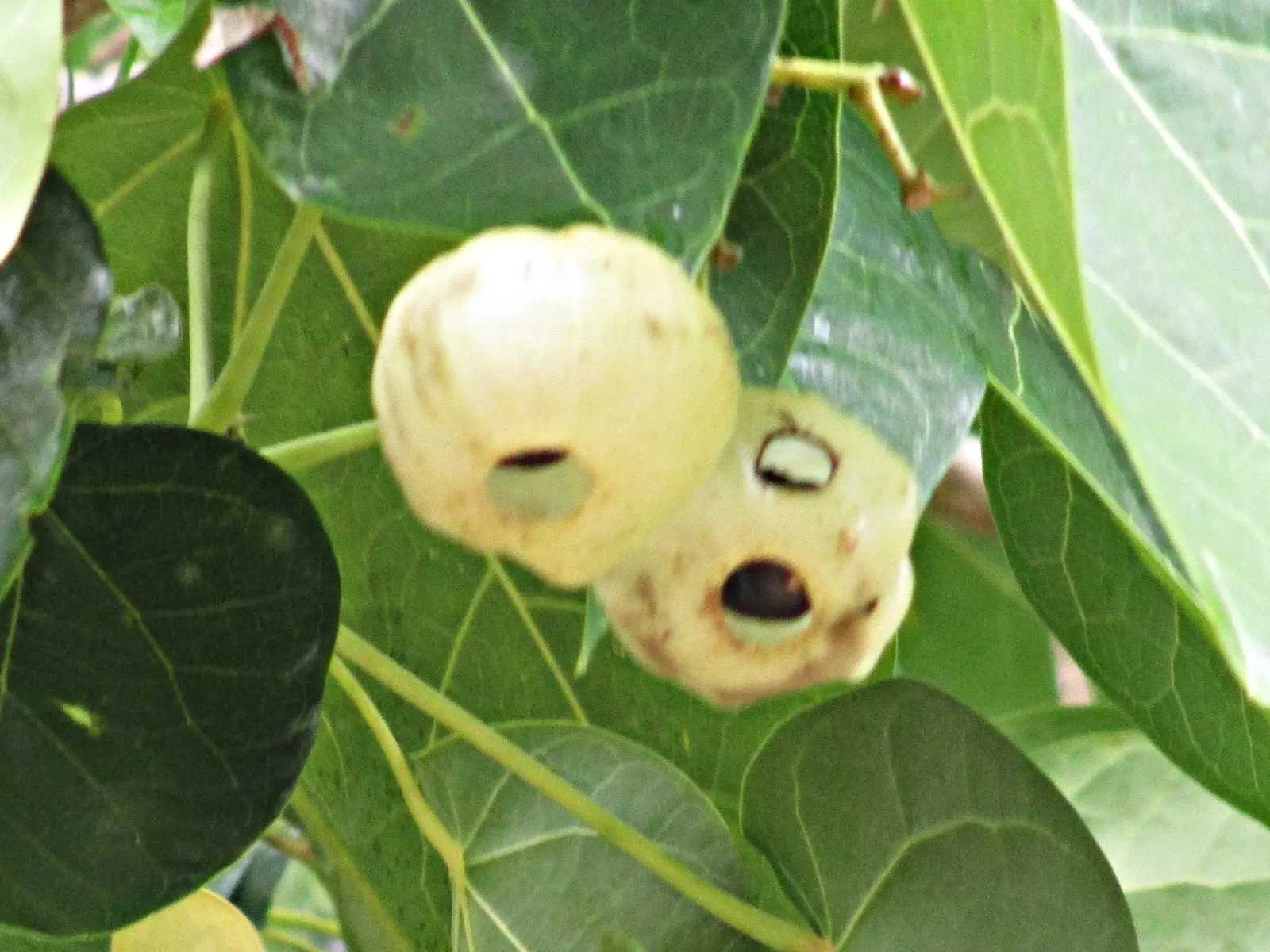 Trailing Abutilon (Abutilon Megapotamicum) — shrub / vine for half or shade; and versatility in the landscape