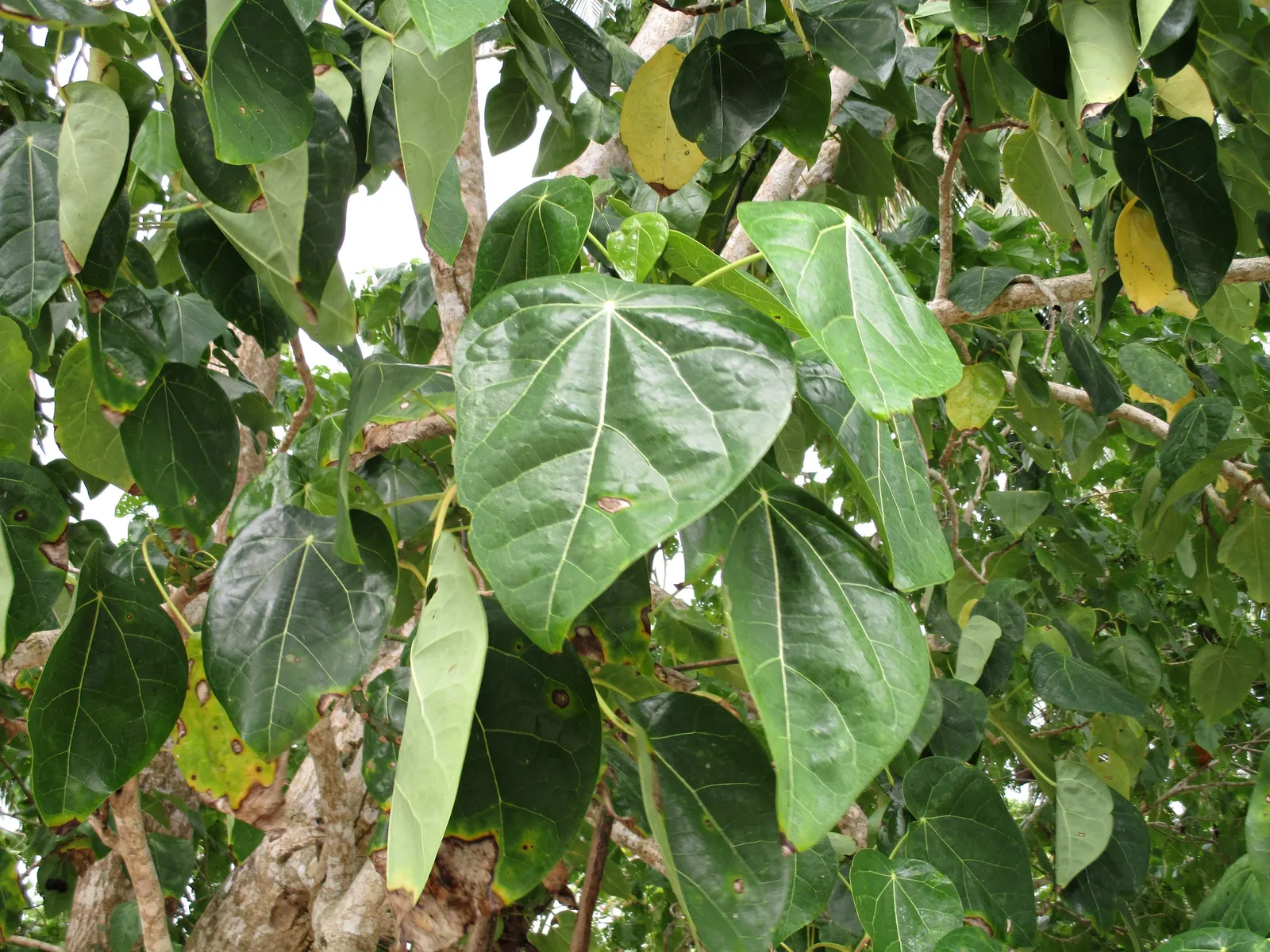 Trailing Abutilon (Abutilon Megapotamicum) — A light application of a balanced; regular watering is essential