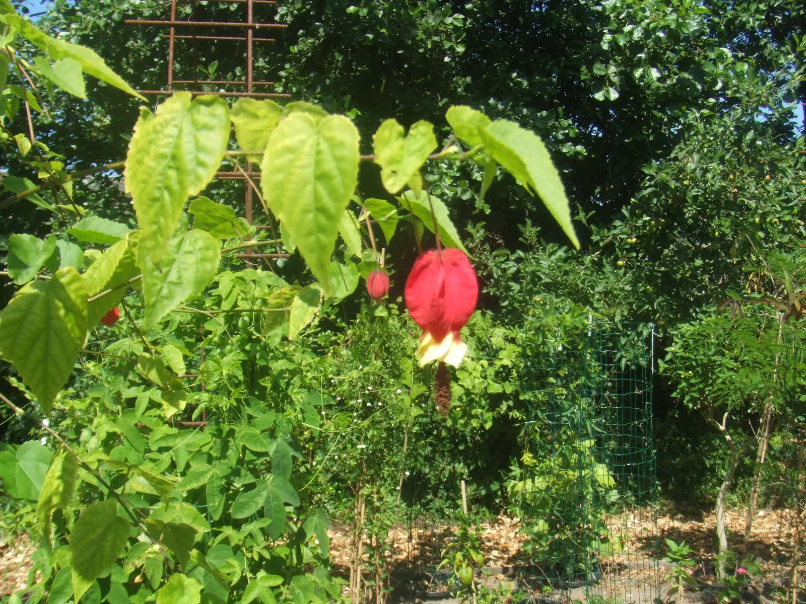 Trailing Abutilon (Abutilon Megapotamicum) — regular watering is essential; offering vertical dimension to garden designs