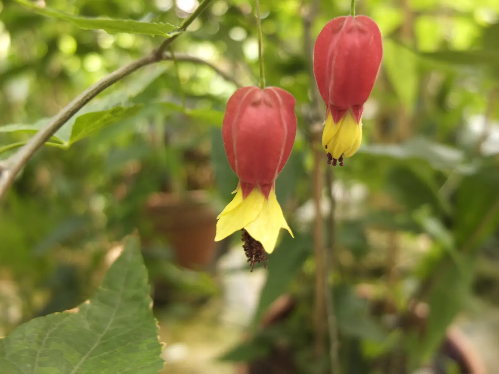 Trailing Abutilon (Abutilon Megapotamicum) — Typically reaching 2-3 feet in height with a spread of 3-4 feet; a light application of a balanced