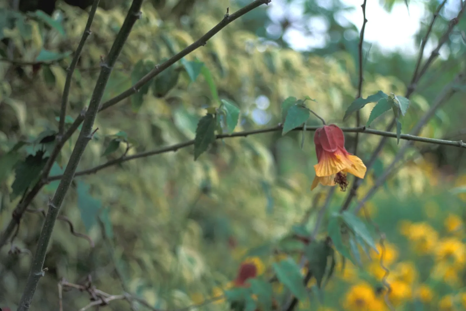 Trailing Abutilon (Abutilon Megapotamicum) — Pruning encourages bushiness and abundant blooms, image 32