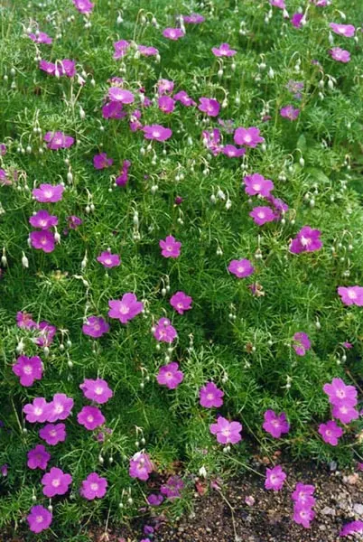 Incana Cranesbill (Geranium Incanum) — Its finely cut leaves span up to 4 inches, offering a delicate texture