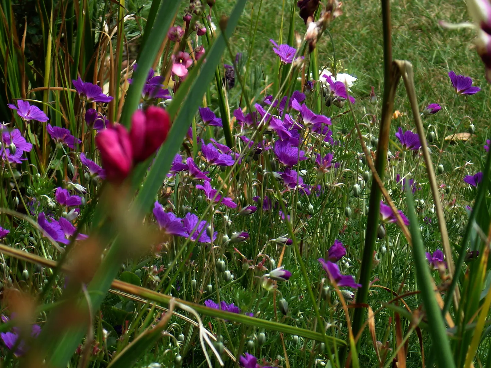 Incana Cranesbill (Geranium Incanum) — this South African native is well-suited for ground cover or as a border plant