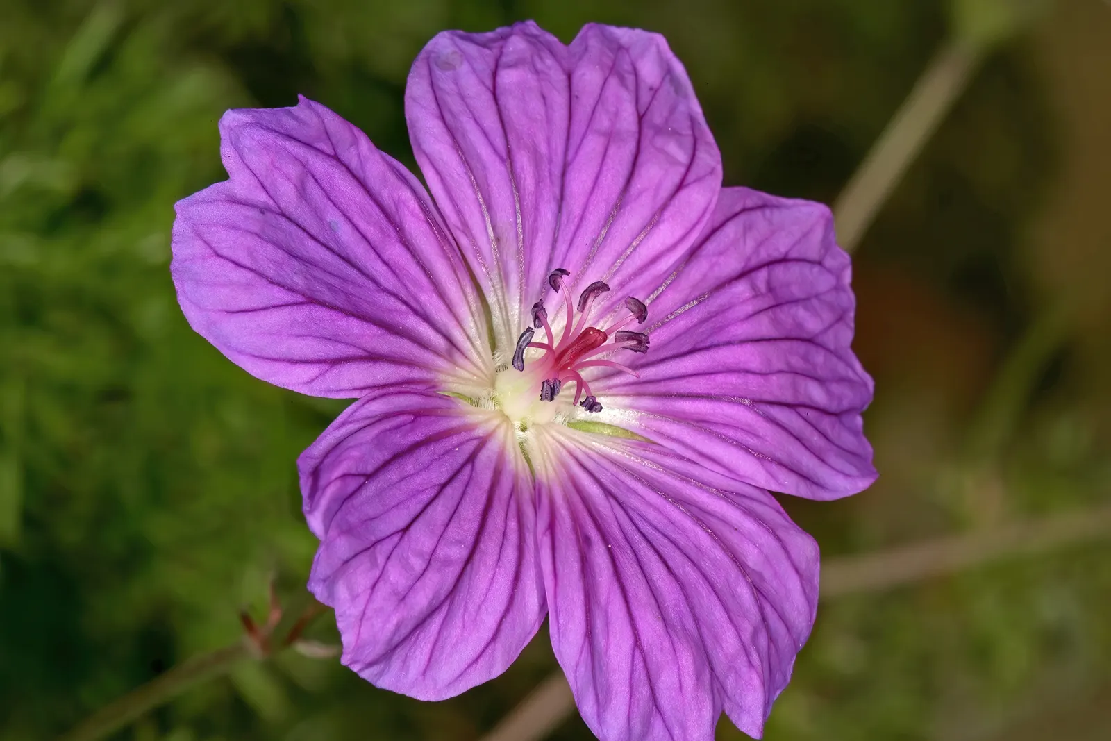 Incana Cranesbill (Geranium Incanum) — lavender flowers that emerge