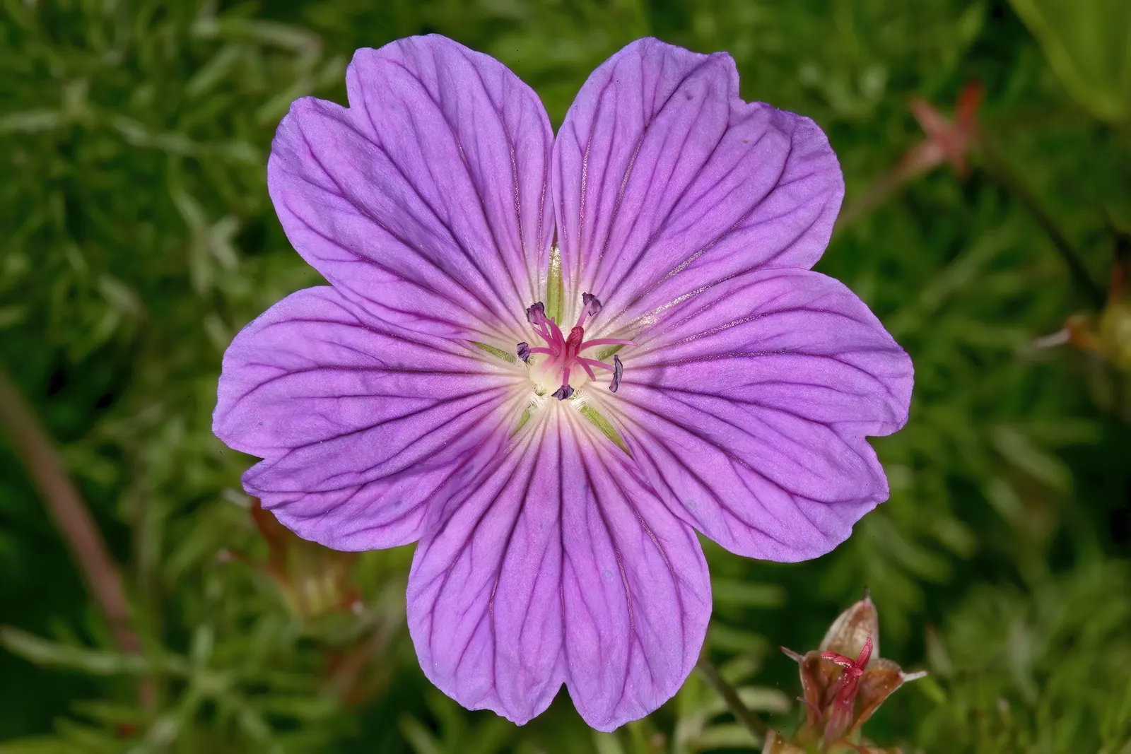 Incana Cranesbill (Geranium Incanum) — although Geranium incanum can tolerate periods of drought once established
