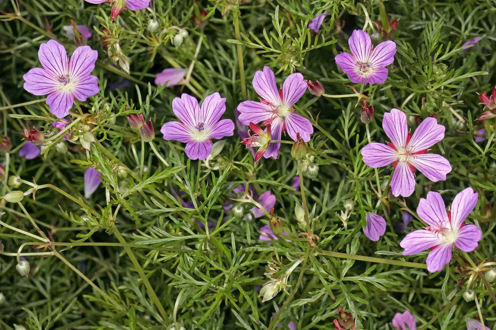 Incana Cranesbill (Geranium Incanum) — ground cover / perennial with lavender blooms