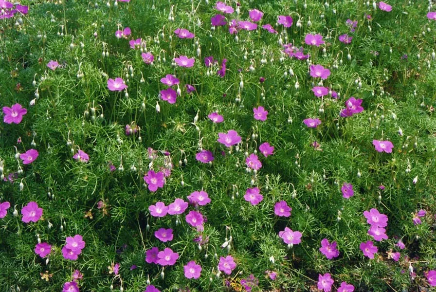 Incana Cranesbill (Geranium Incanum) — Space plants 18-24 inches apart for optimal coverage