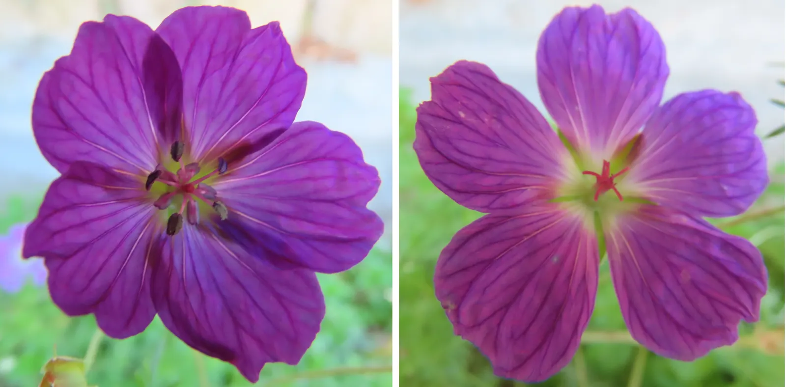 Incana Cranesbill (Geranium Incanum) — Growing to a height of 12 to 18 inches and spreading up to 24 inches wide