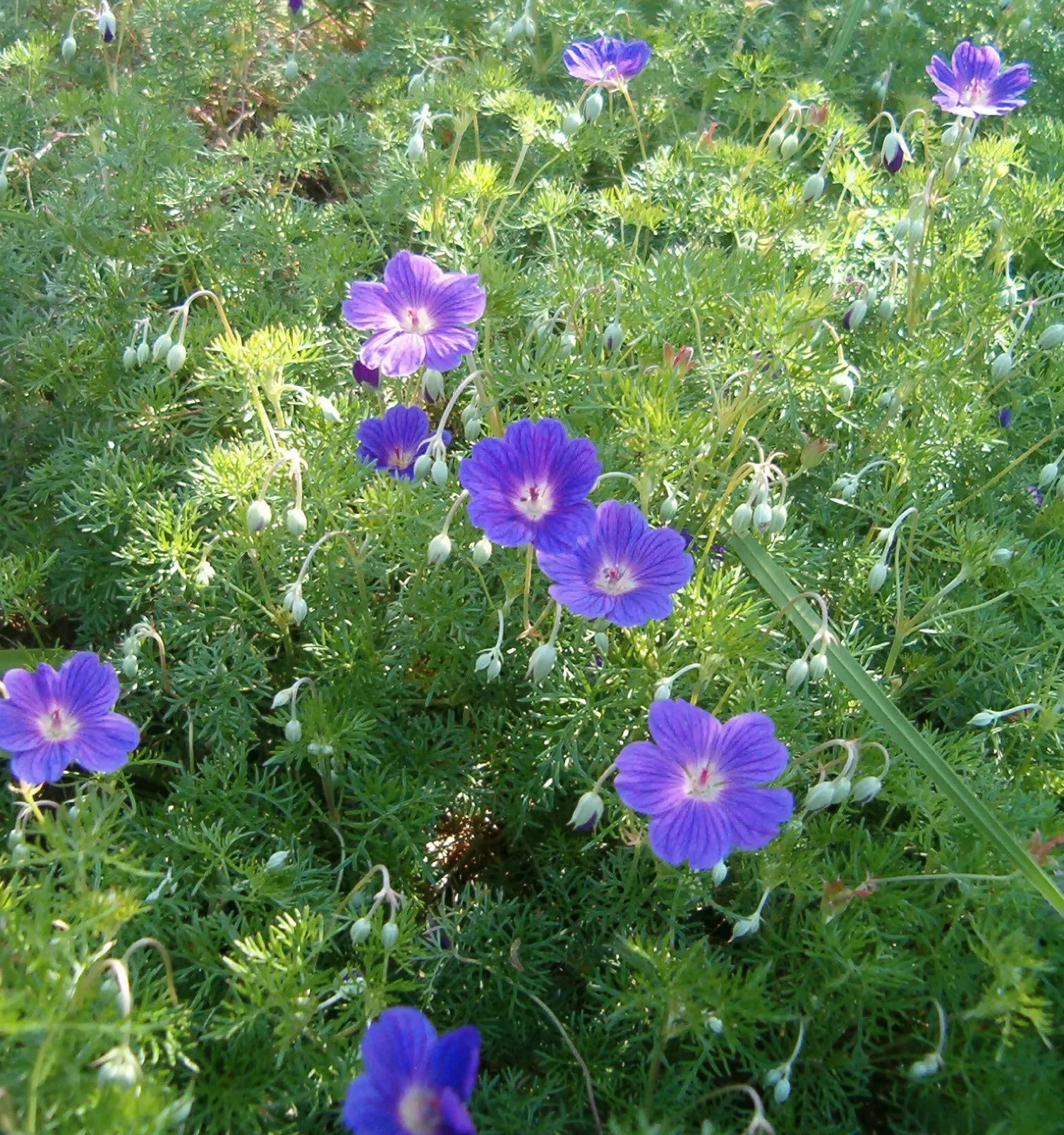 Incana Cranesbill (Geranium Incanum) — extending from early summer to the first frost
