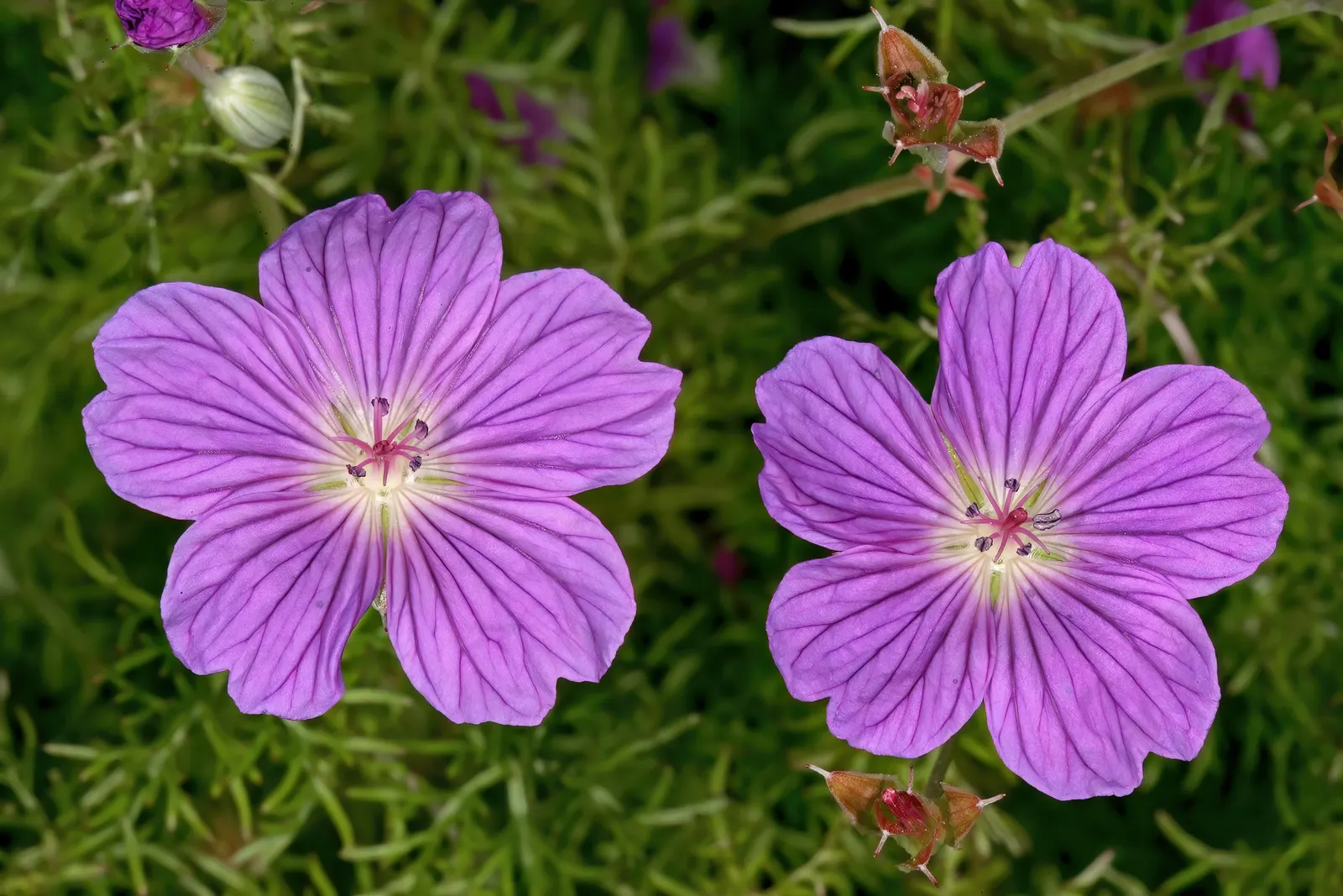 Incana Cranesbill (Geranium Incanum) — Gardeners will appreciate the carpet of purple-veined