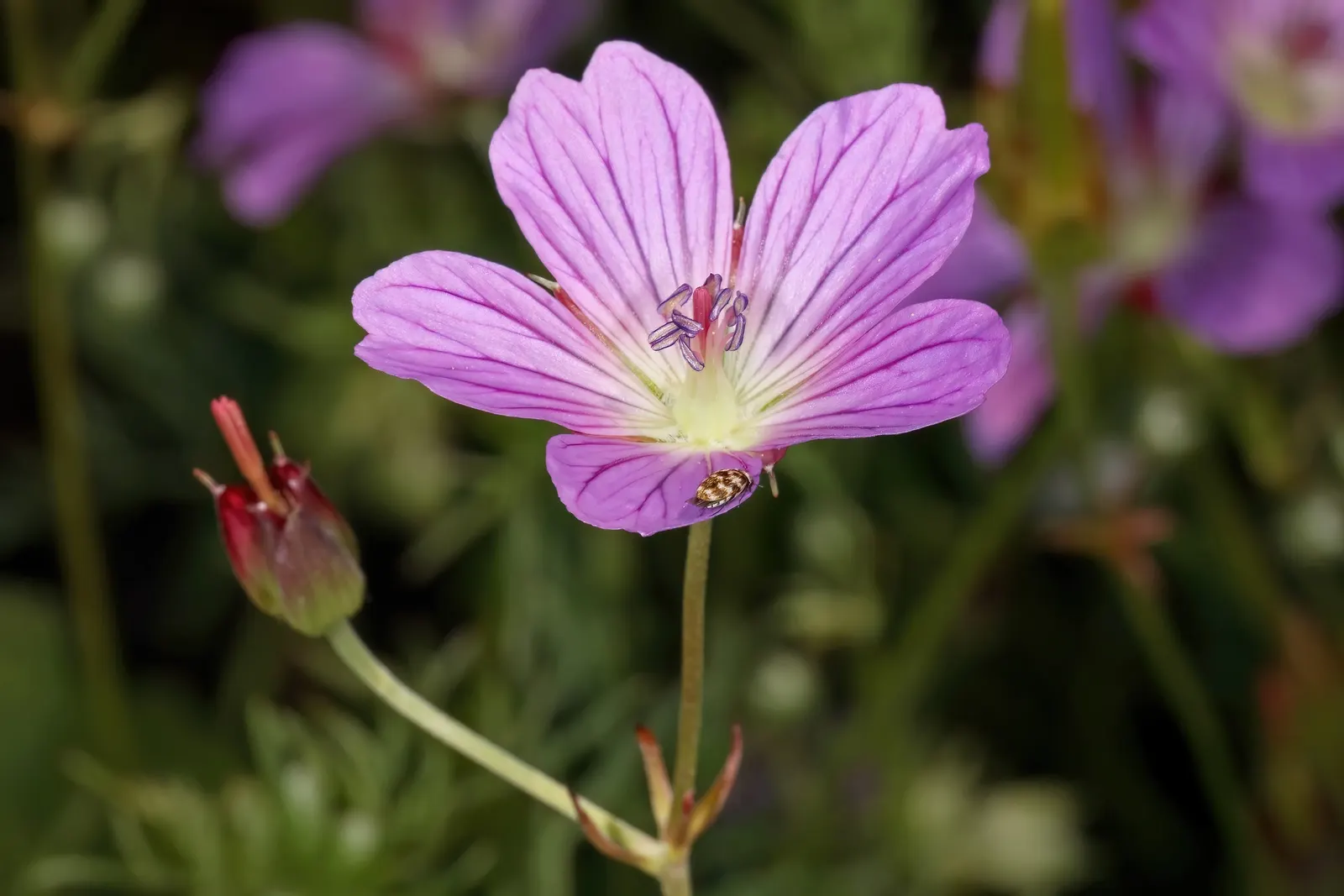 Incana Cranesbill (Geranium Incanum) — each sporting a diameter of about 1 inch