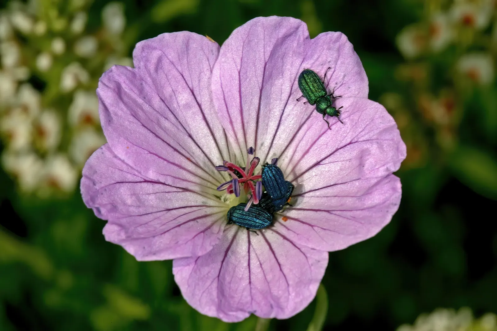 Incana Cranesbill (Geranium Incanum) — Incana Cranesbill (Geranium incanum) is a low-growing, sprawling perennial, ideal for ground cover; hardy and