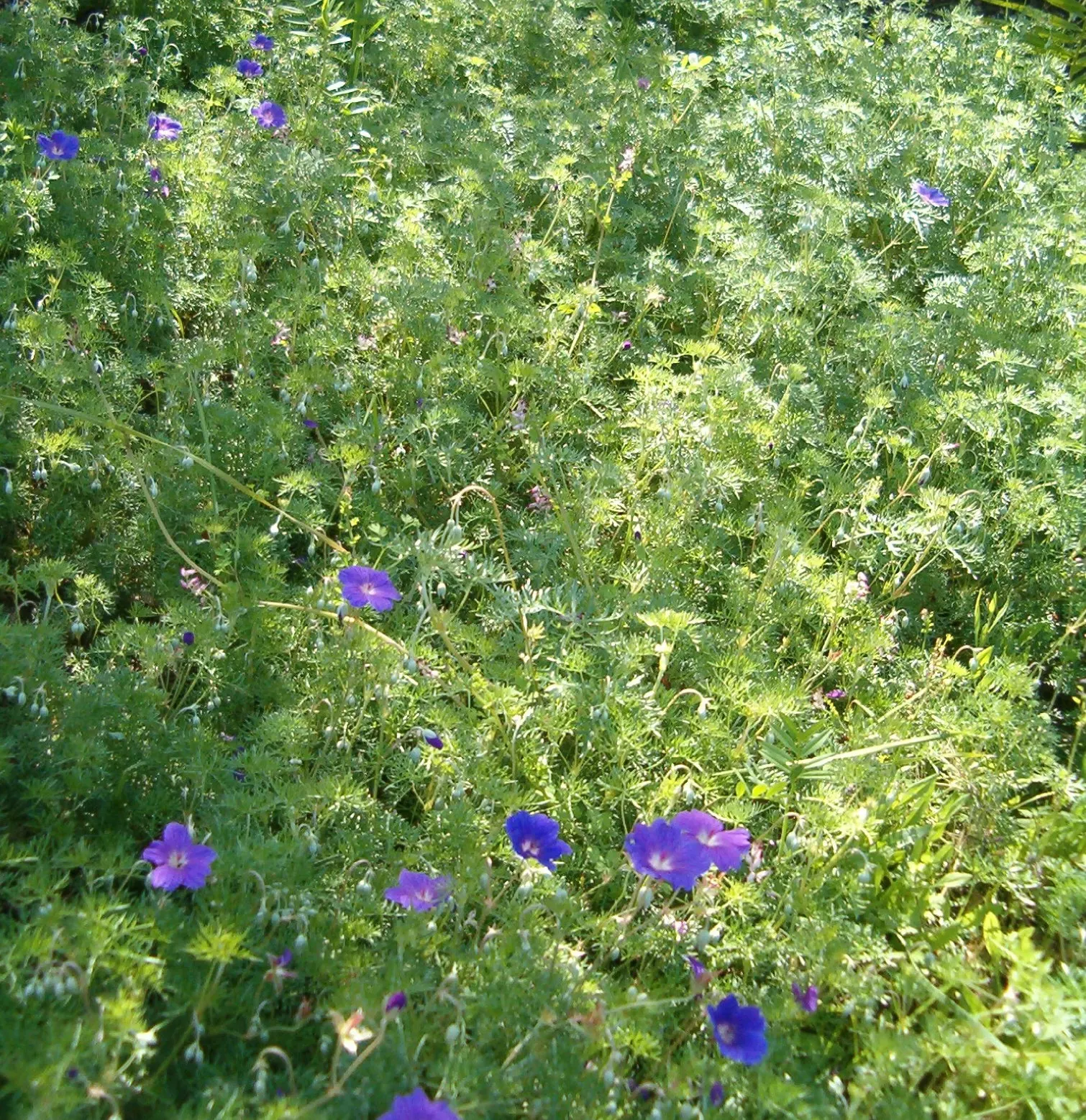Incana Cranesbill (Geranium Incanum) — To encourage a flush of fresh growth and repeated blooms