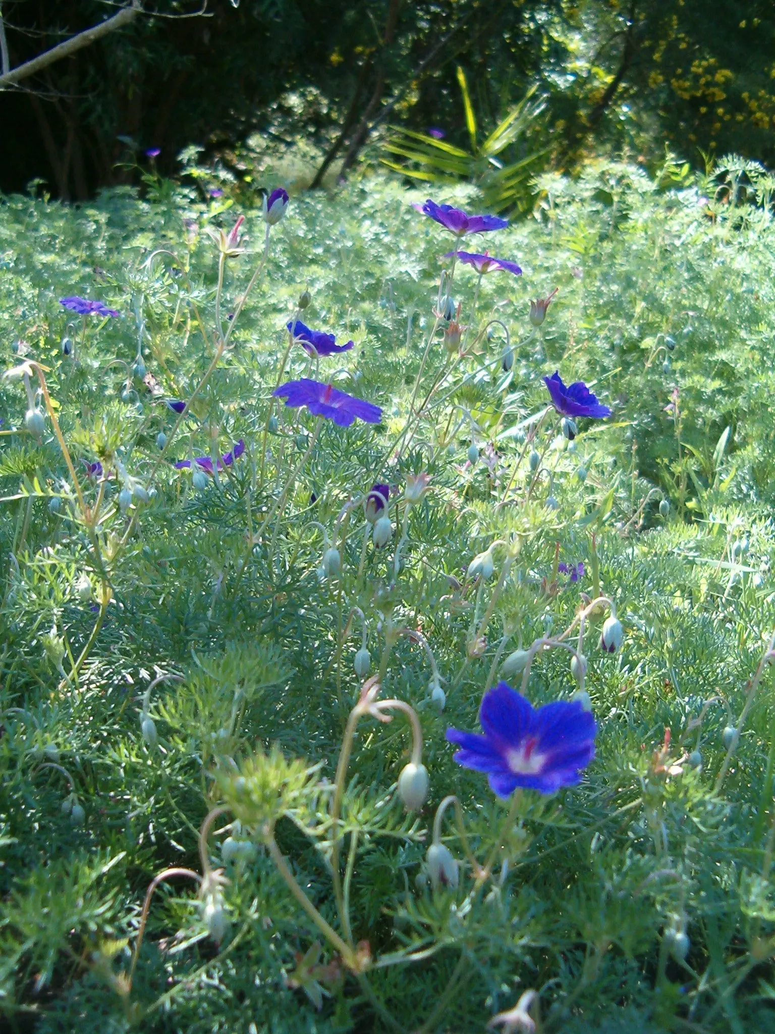 Incana Cranesbill (Geranium Incanum) — ground cover / perennial for full or half