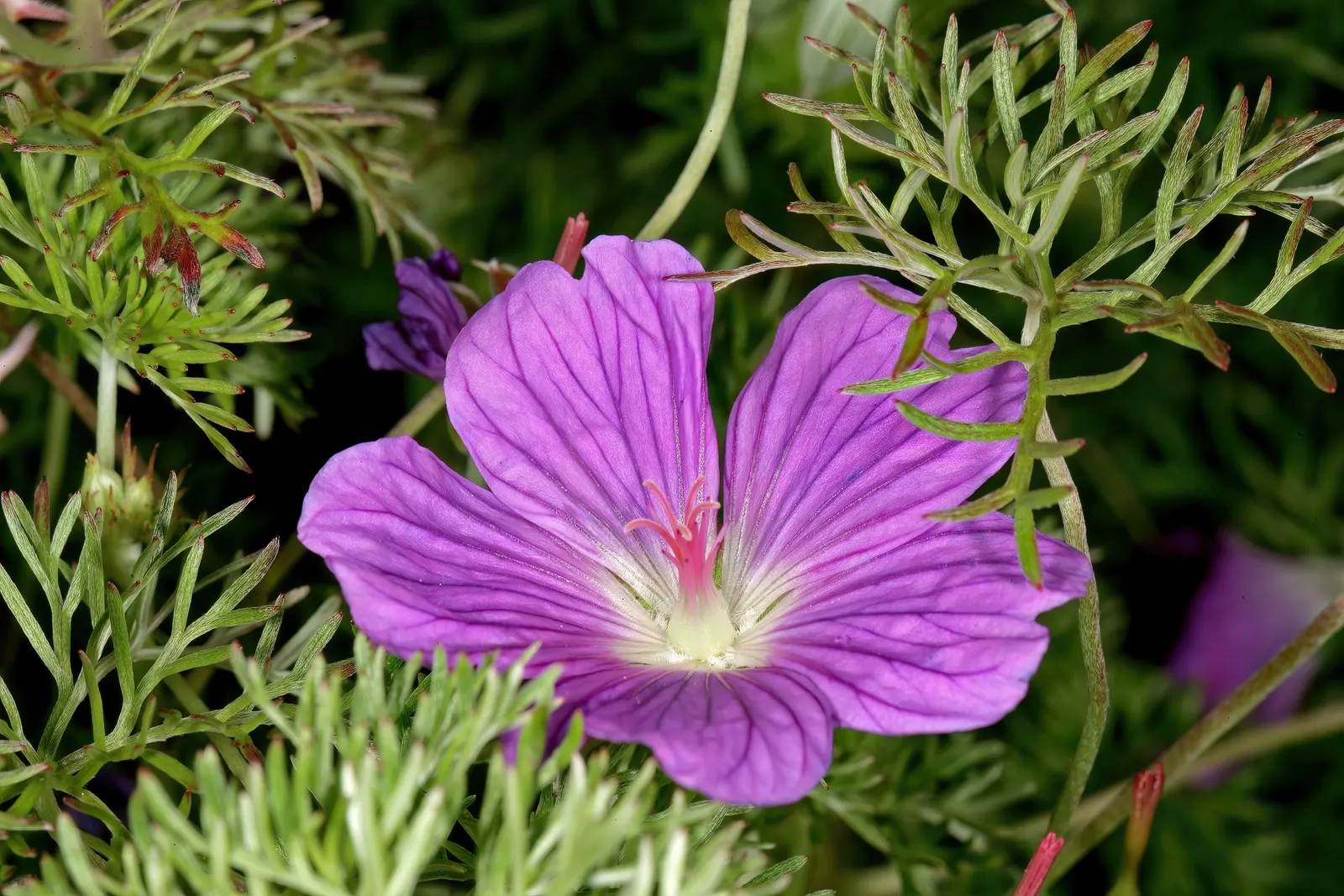 Incana Cranesbill (Geranium Incanum) — semi-evergreen perennial that brings a delicate and textured appeal to any garden design
