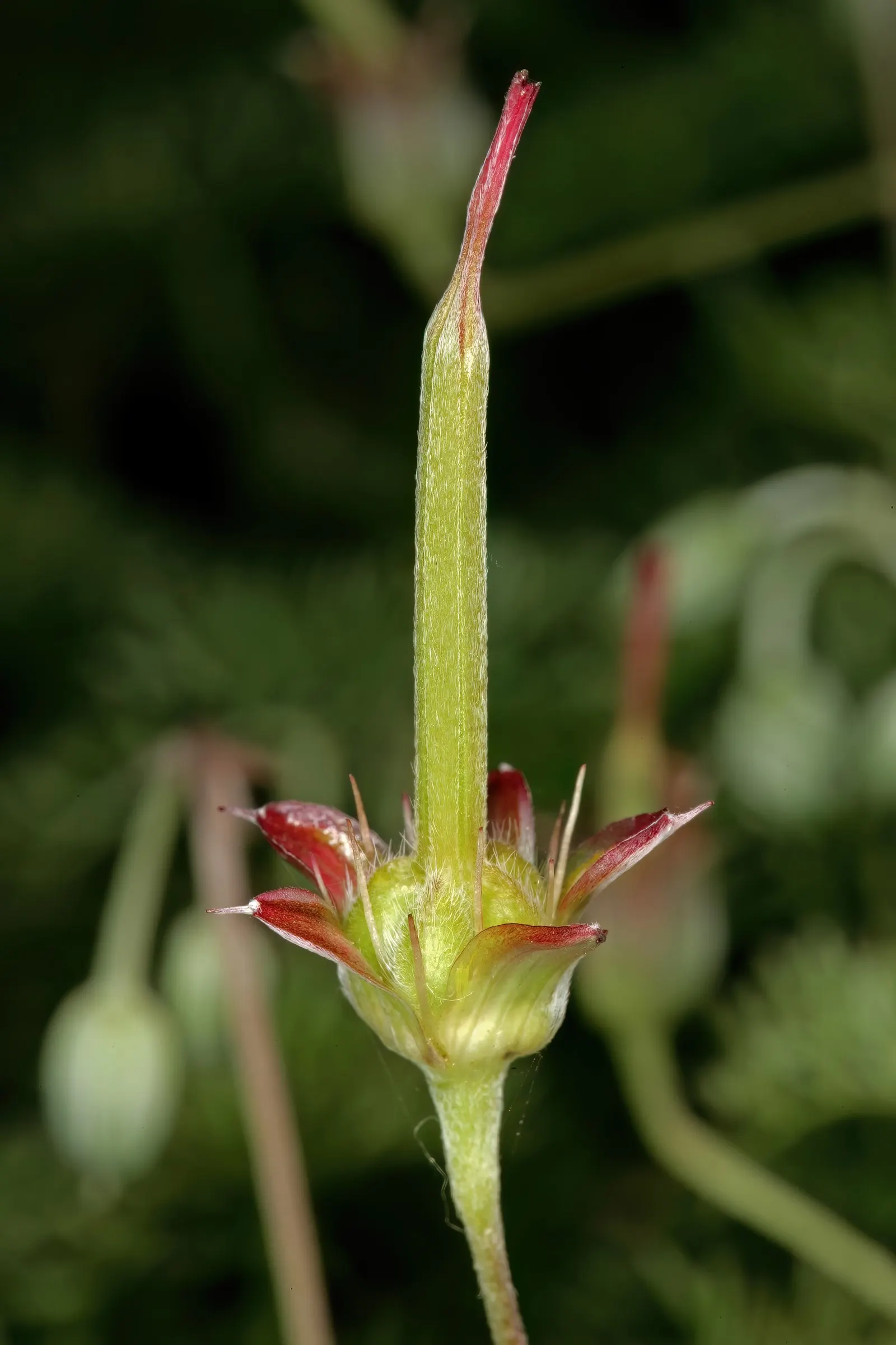 Incana Cranesbill (Geranium Incanum) — Adaptable to USDA zones 7 through 10