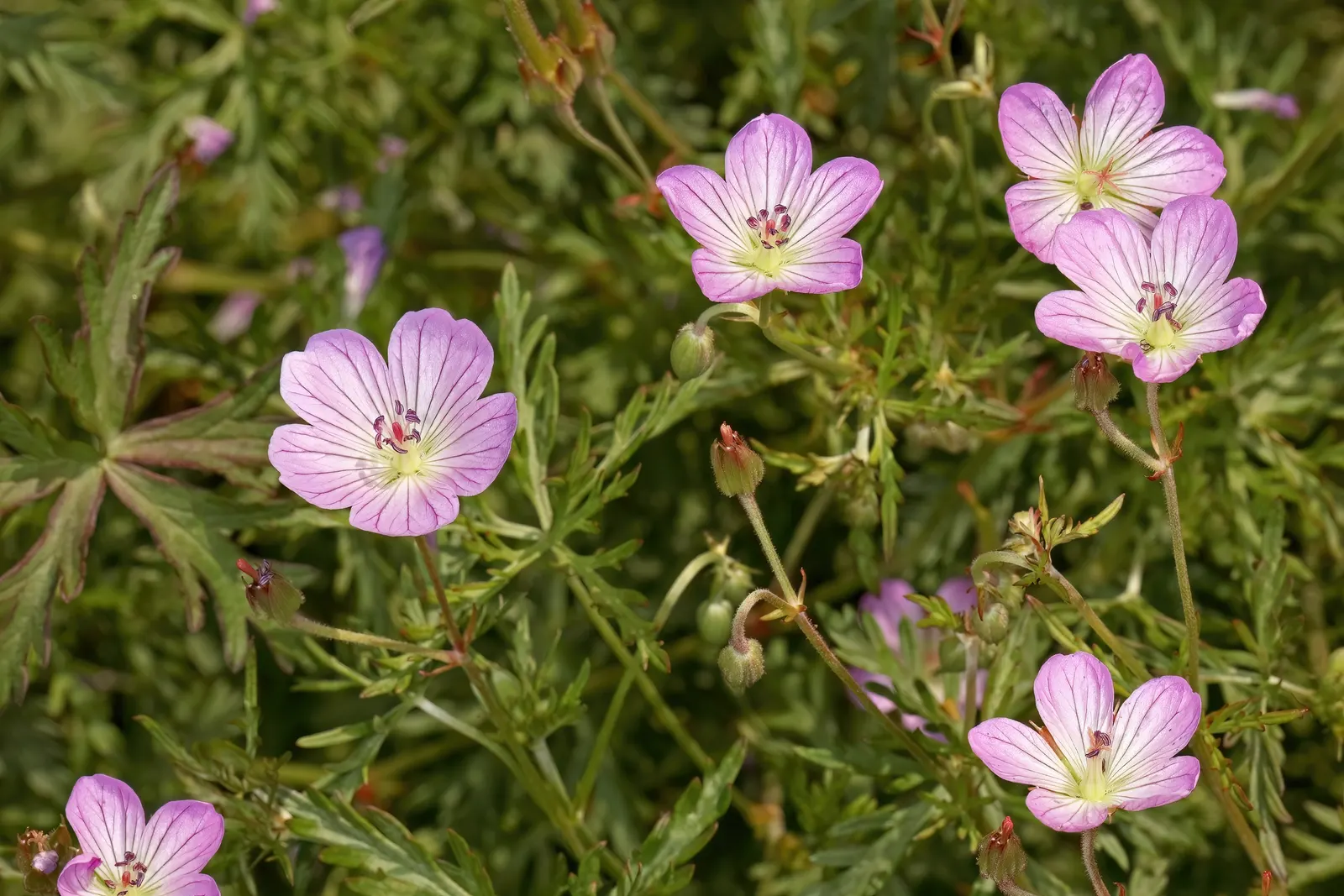 Incana Cranesbill (Geranium Incanum) — It thrives in full sun to partial shade, demonstrating versatility for various landscape scenarios