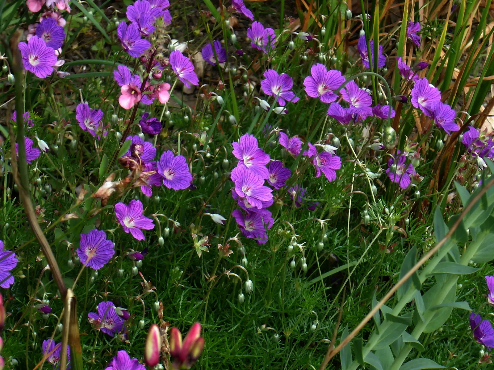 Incana Cranesbill (Geranium Incanum) — Attracts pollinators, adding life to gardens