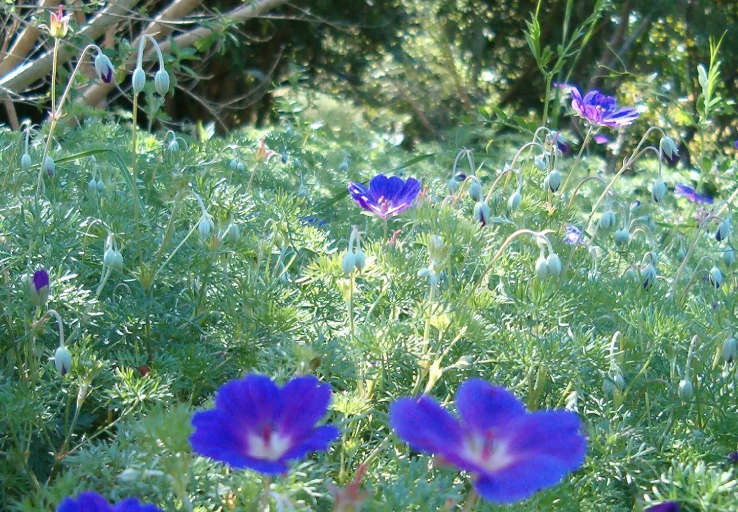 Incana Cranesbill (Geranium Incanum) — it flaunts a mounding habit with finely dissected