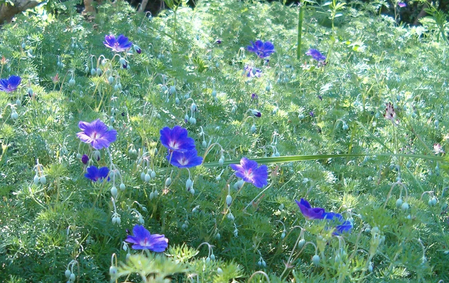 Incana Cranesbill (Geranium Incanum) — lavender flowers in the garden
