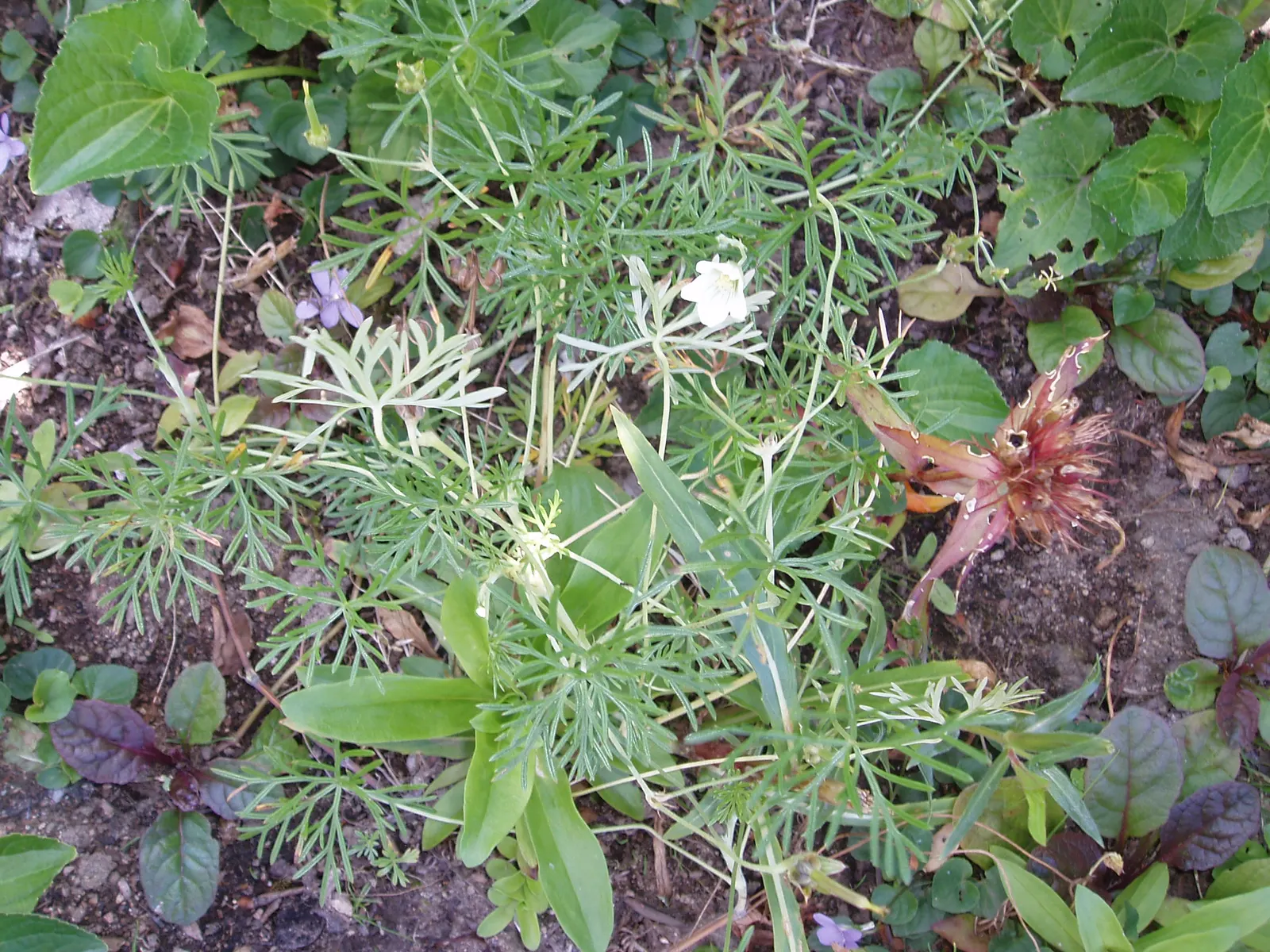 Incana Cranesbill (Geranium Incanum) — Incana Cranesbill (Geranium incanum) is a low-growing, sprawling perennial, ideal for ground cover
