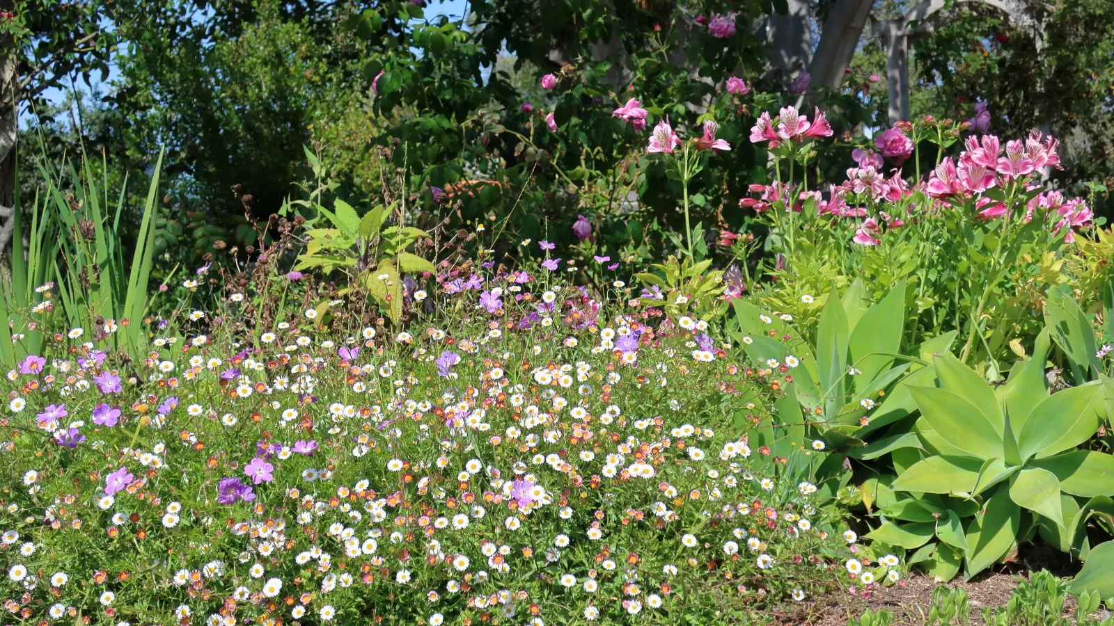Incana Cranesbill (Geranium Incanum) — Hardy and drought-resistant, it thrives in full sun to partial shade and grows to a height of 6-12 inches