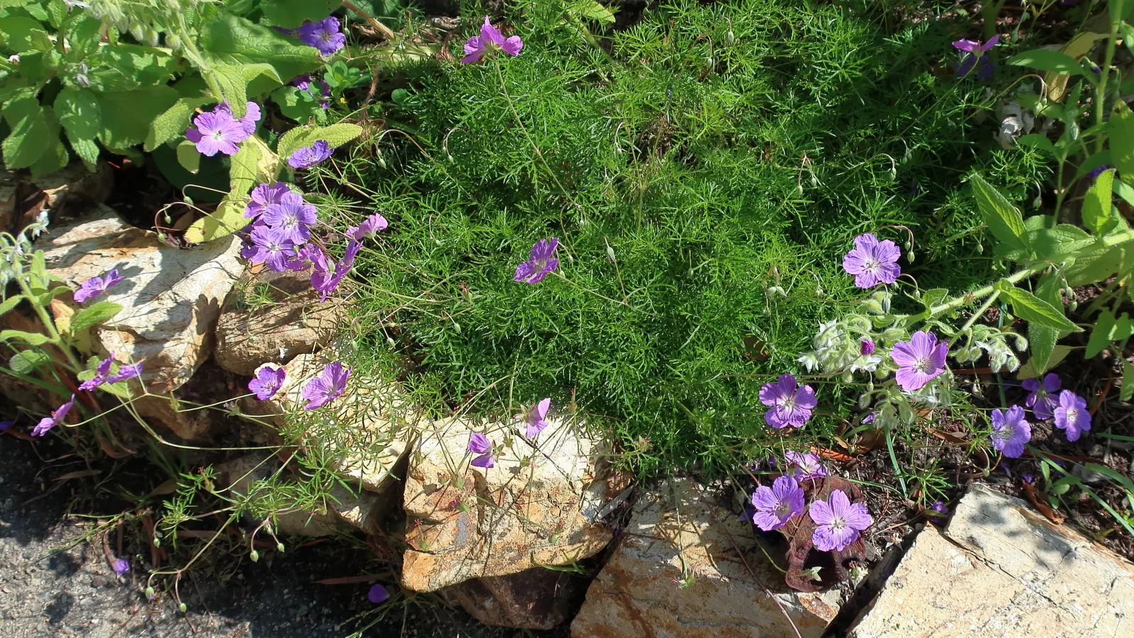Incana Cranesbill (Geranium Incanum) — Summer blooms feature violet, veined flowers reaching 1 inch across