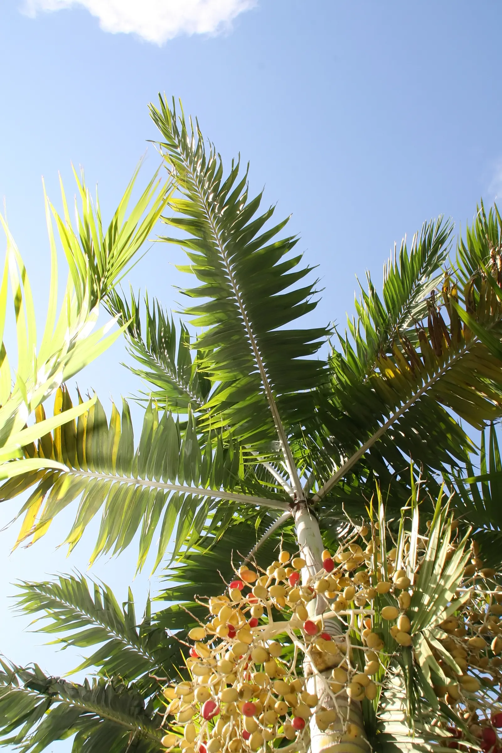 Montgomery Palm (Veitchia arecina) — This sun-loving specimen requires minimal care, thriving in well-drained soil