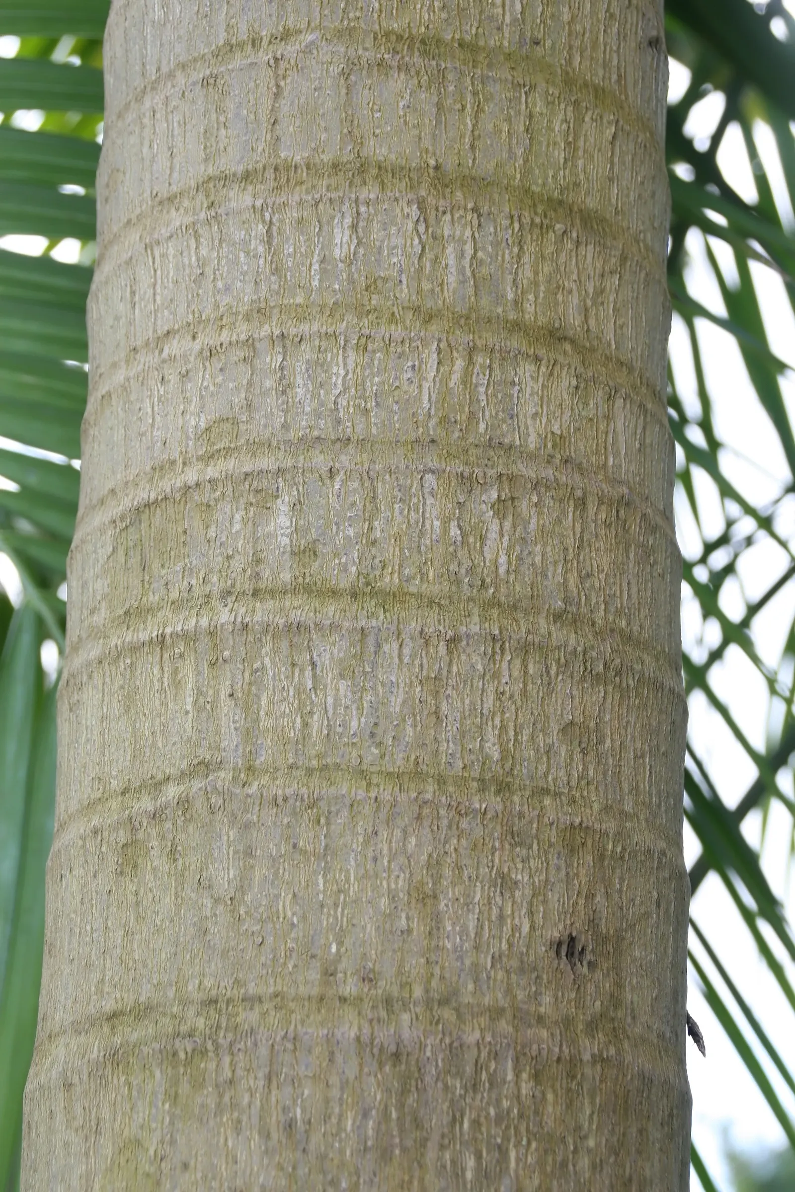 Montgomery Palm (Veitchia arecina) — The Montgomery Palm (Veitchia arecina) is a stately tropical palm
