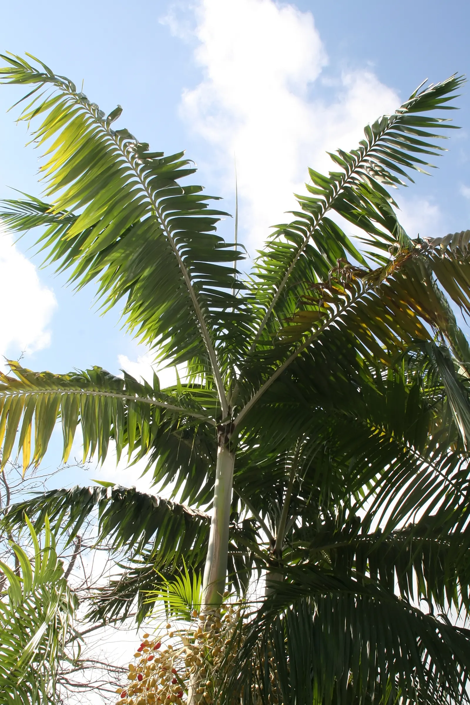 Montgomery Palm (Veitchia arecina) — Maturing at 25 to 30 feet tall