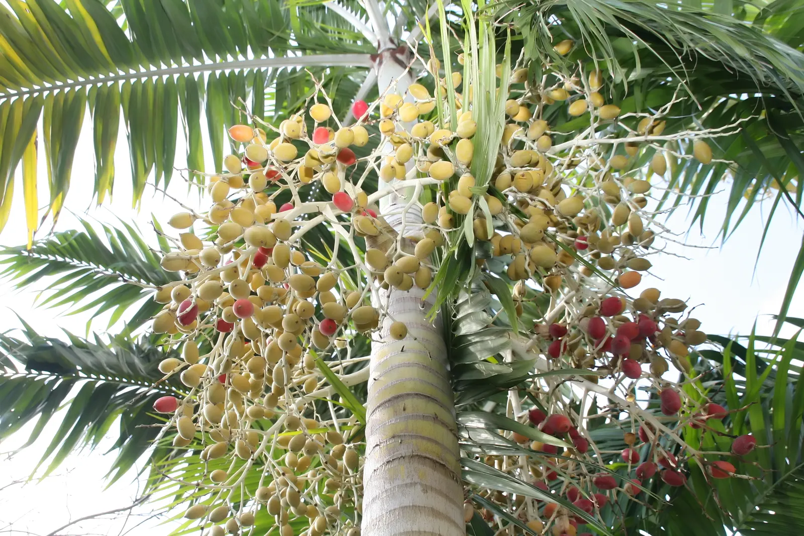 Montgomery Palm (Veitchia arecina) — is an elegant and towering species native to the islands of Vanuatu and the Solomon Islands