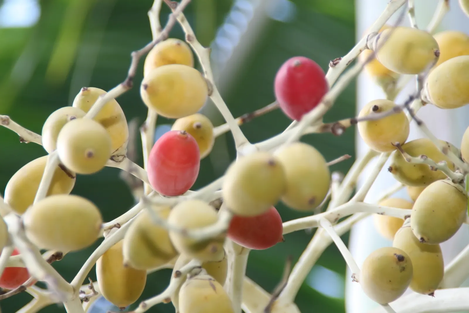 Montgomery Palm (Veitchia arecina) — This palm is well-suited for tropical and subtropical landscapes