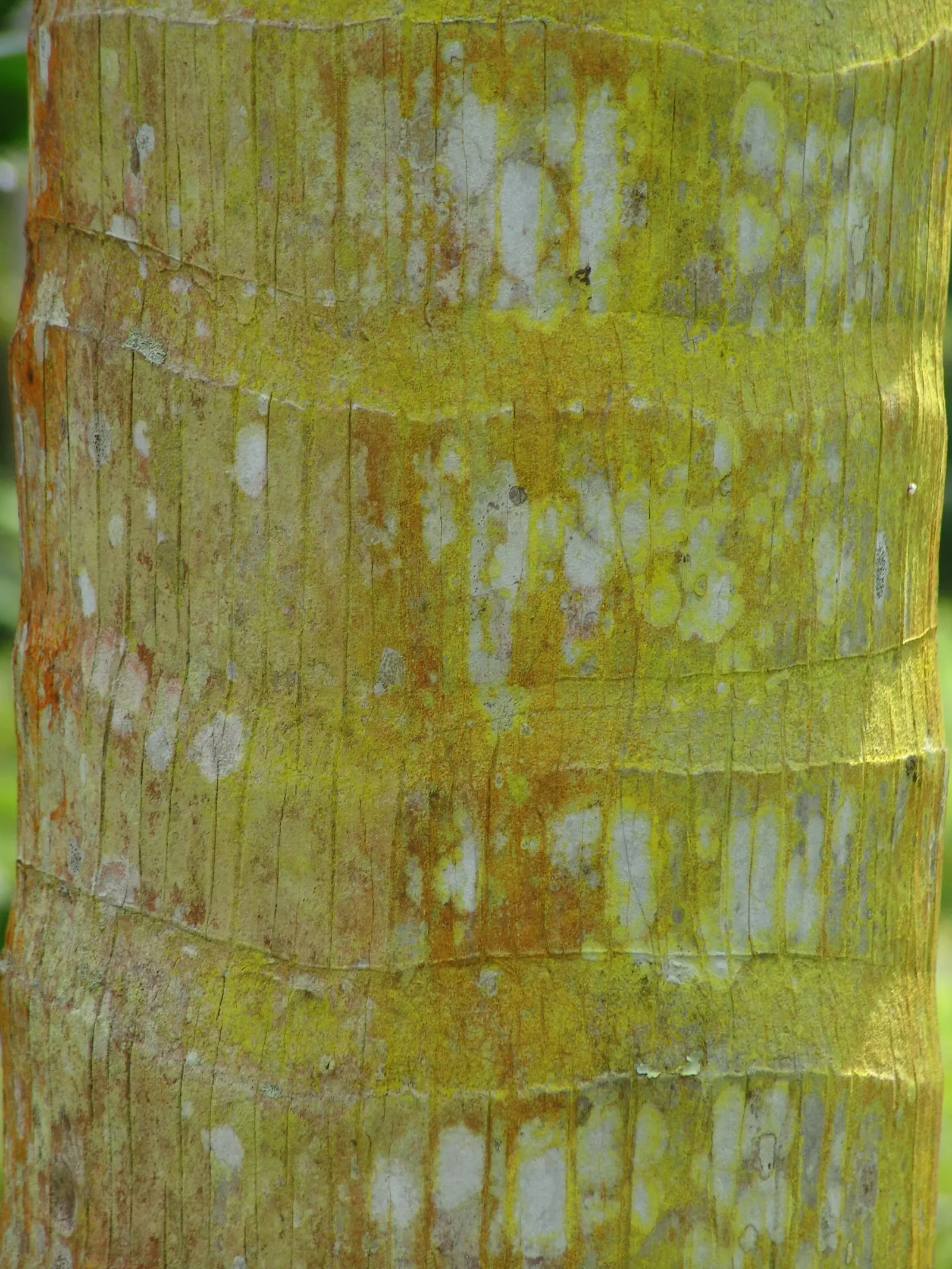 Montgomery Palm (Veitchia arecina) — with a canopy span of 8 to 10 feet