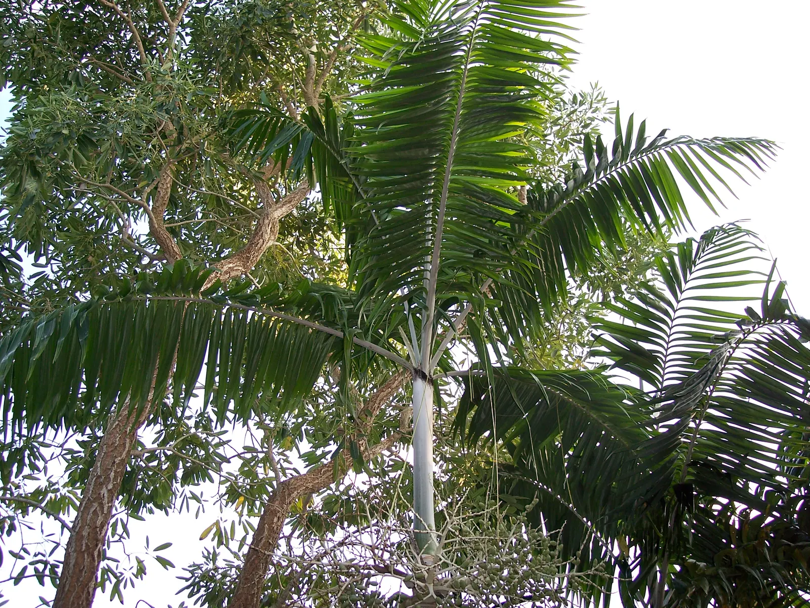 Montgomery Palm (Veitchia arecina) — Its rapid growth and dazzling appearance make it a prime choice for warm climate gardens