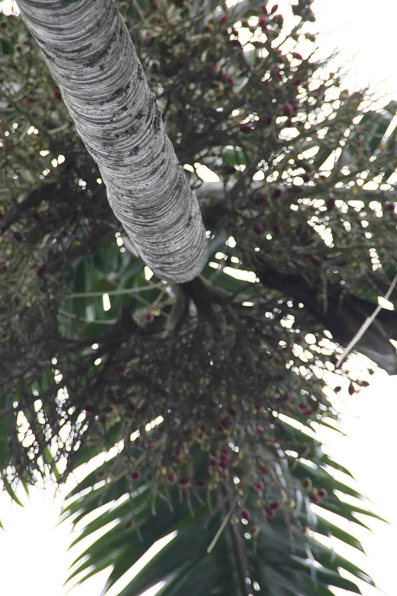 Montgomery Palm (Veitchia arecina) — offering a stately presence with its slender