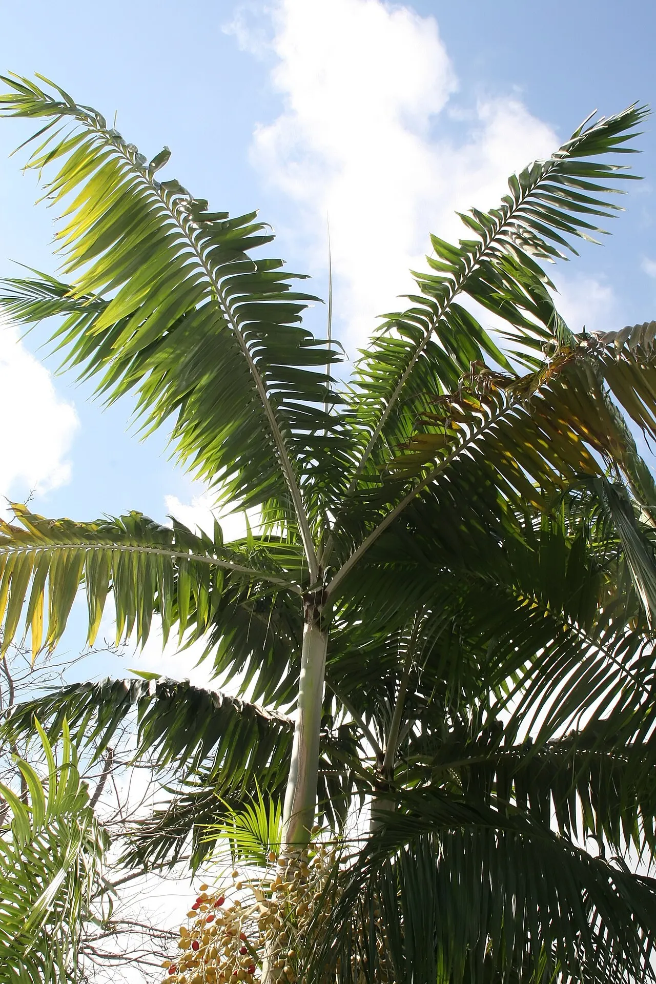 Montgomery Palm (Veitchia arecina) — Each frond comprises numerous glossy