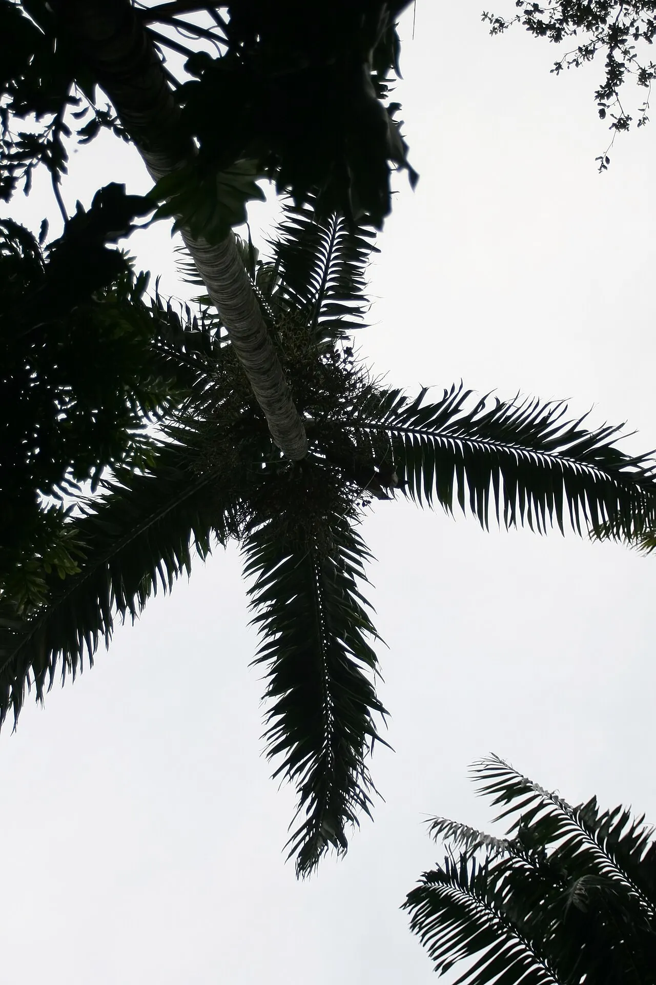 Montgomery Palm (Veitchia arecina) — which can span approximately 8 to 10 feet in length