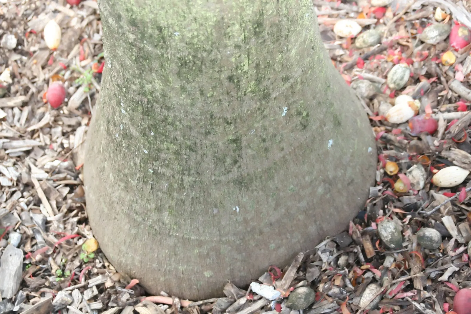 Montgomery Palm (Veitchia arecina) — The trunk diameter usually ranges between 8 to 10 inches