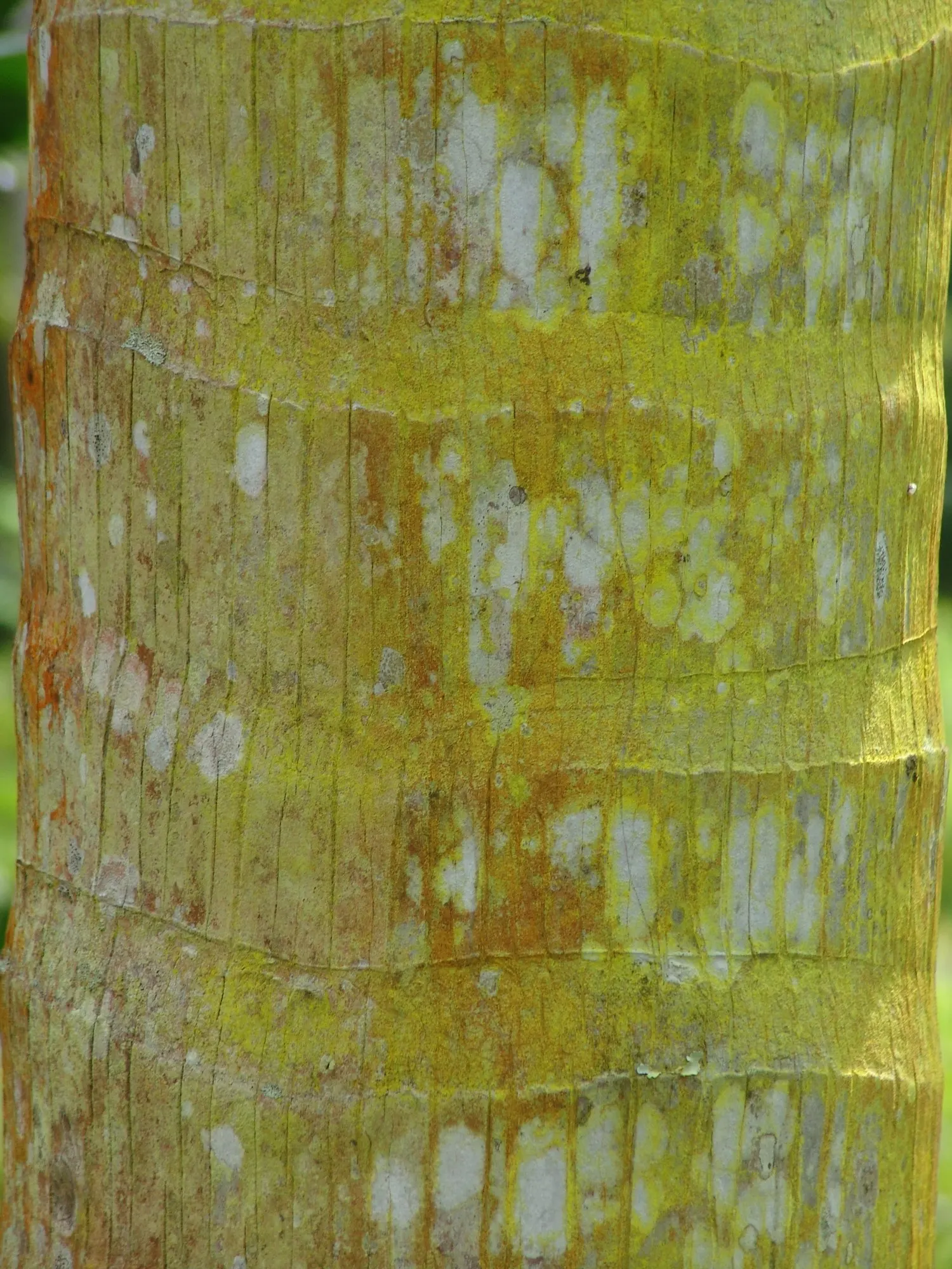 Montgomery Palm (Veitchia arecina) — full canopy that's both visually pleasing and capable of providing a modest shade beneath