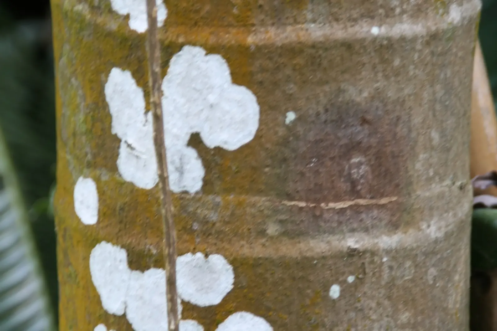 Montgomery Palm (Veitchia arecina) — The palm showcases a beautiful inflorescence hidden within the crown