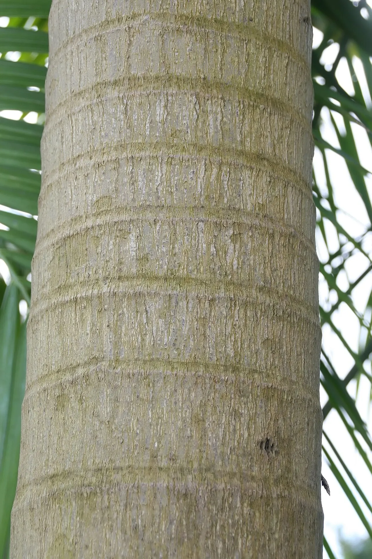 Montgomery Palm (Veitchia arecina) — smooth grey trunk that can reach up to 25 to 30 feet in height